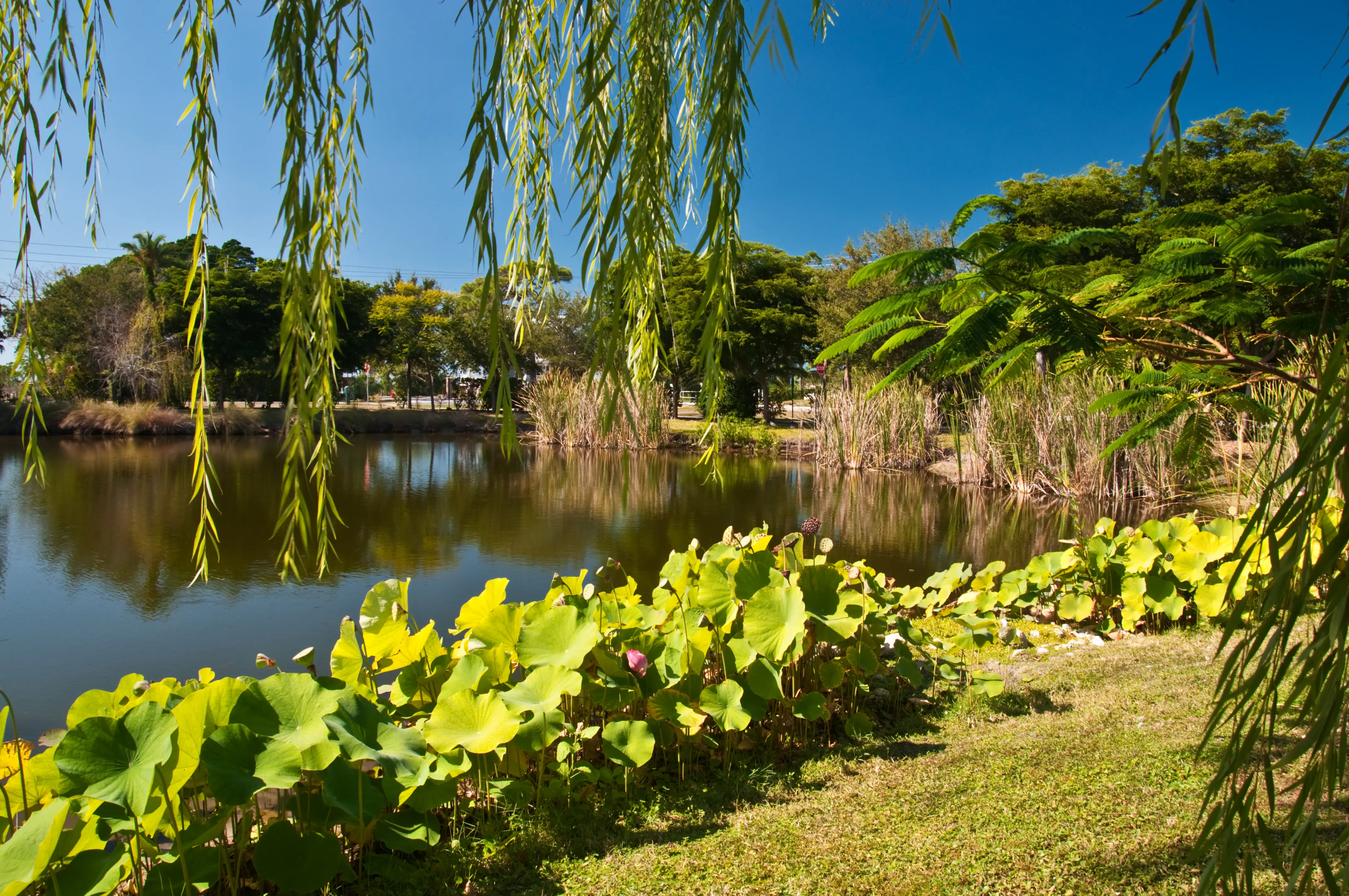 Tranquil tropical pond at Palma Solo Botanical Gardens.