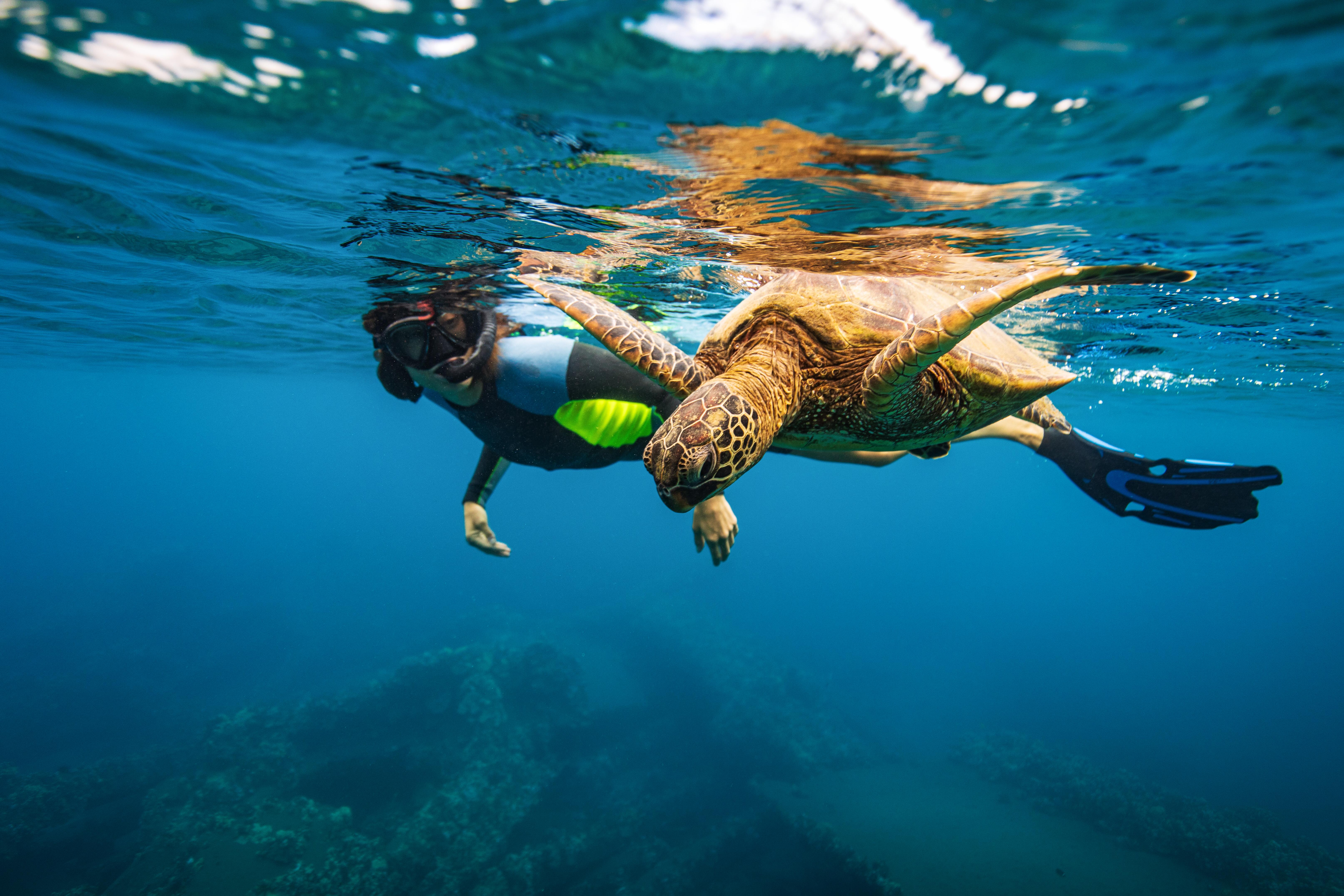 Young woman swimming alongside green sea turtle in the ocean along Maui, Hawaii