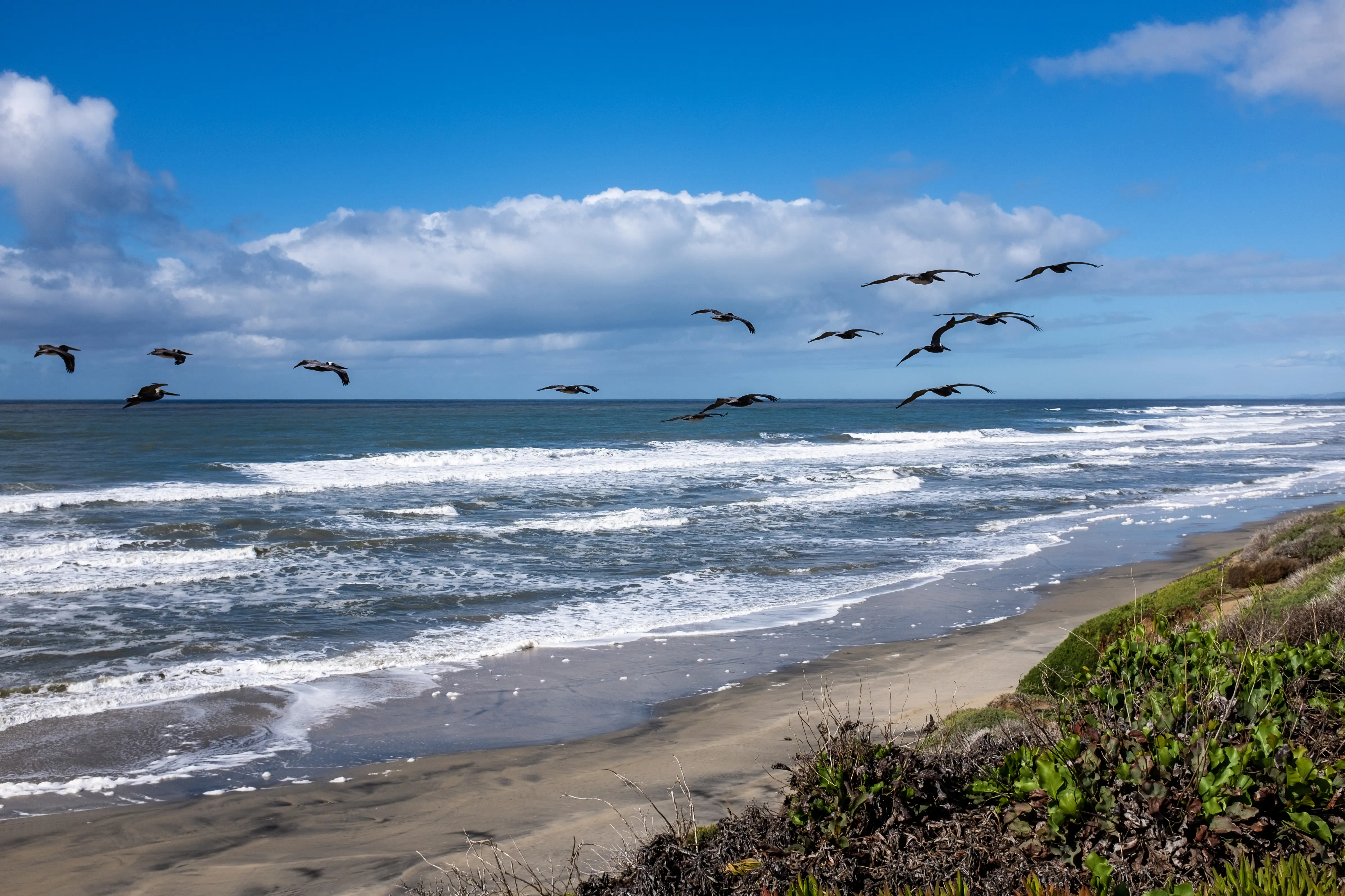 Flock of California brown pelicans flying along the beach buff taking advantage of the wind uplift.