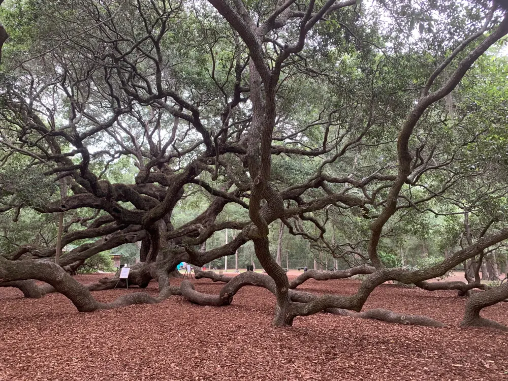 Angel Oak Tree in Charleston, SC.