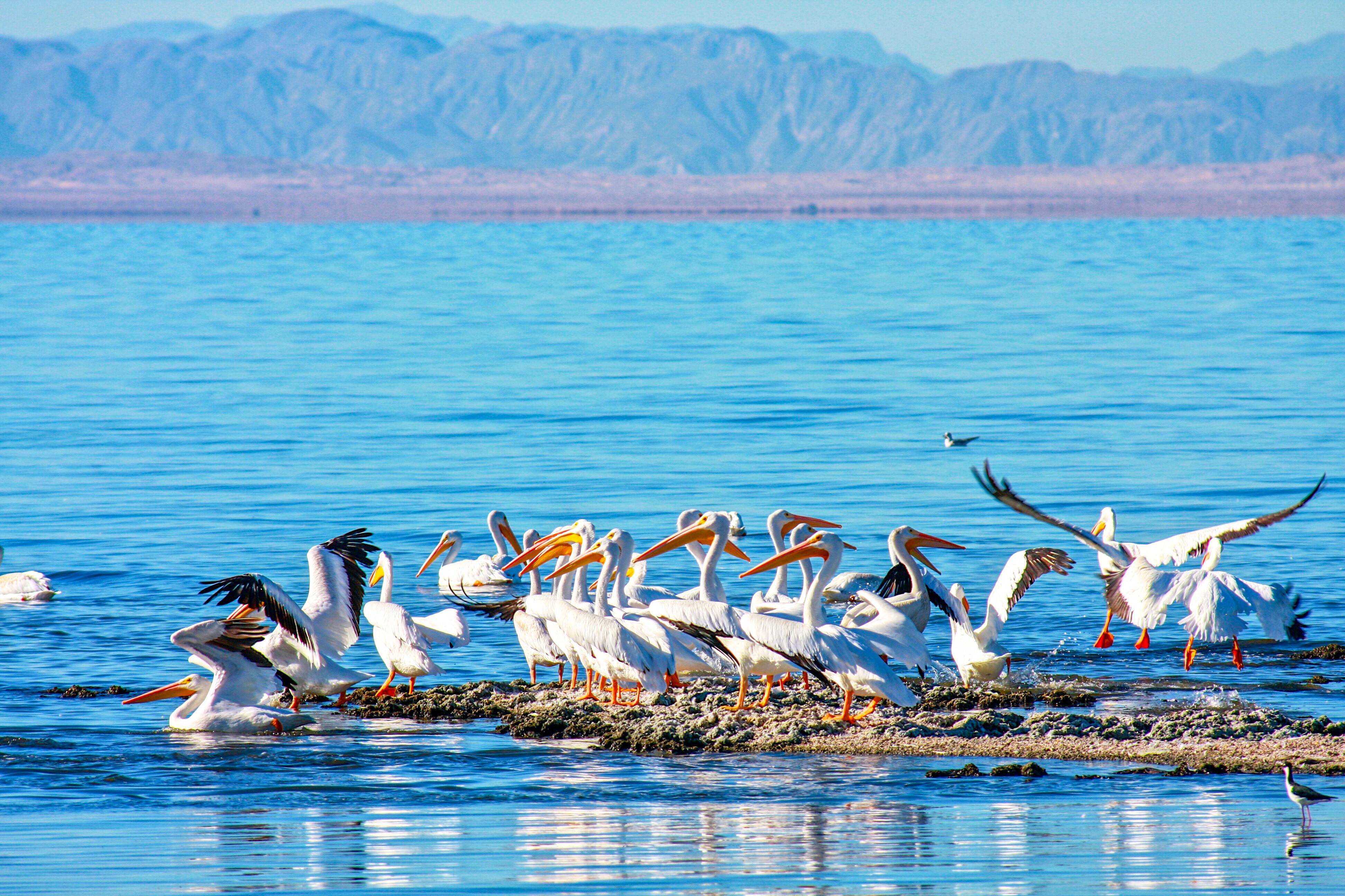 Wild pelicans at Salton Sea