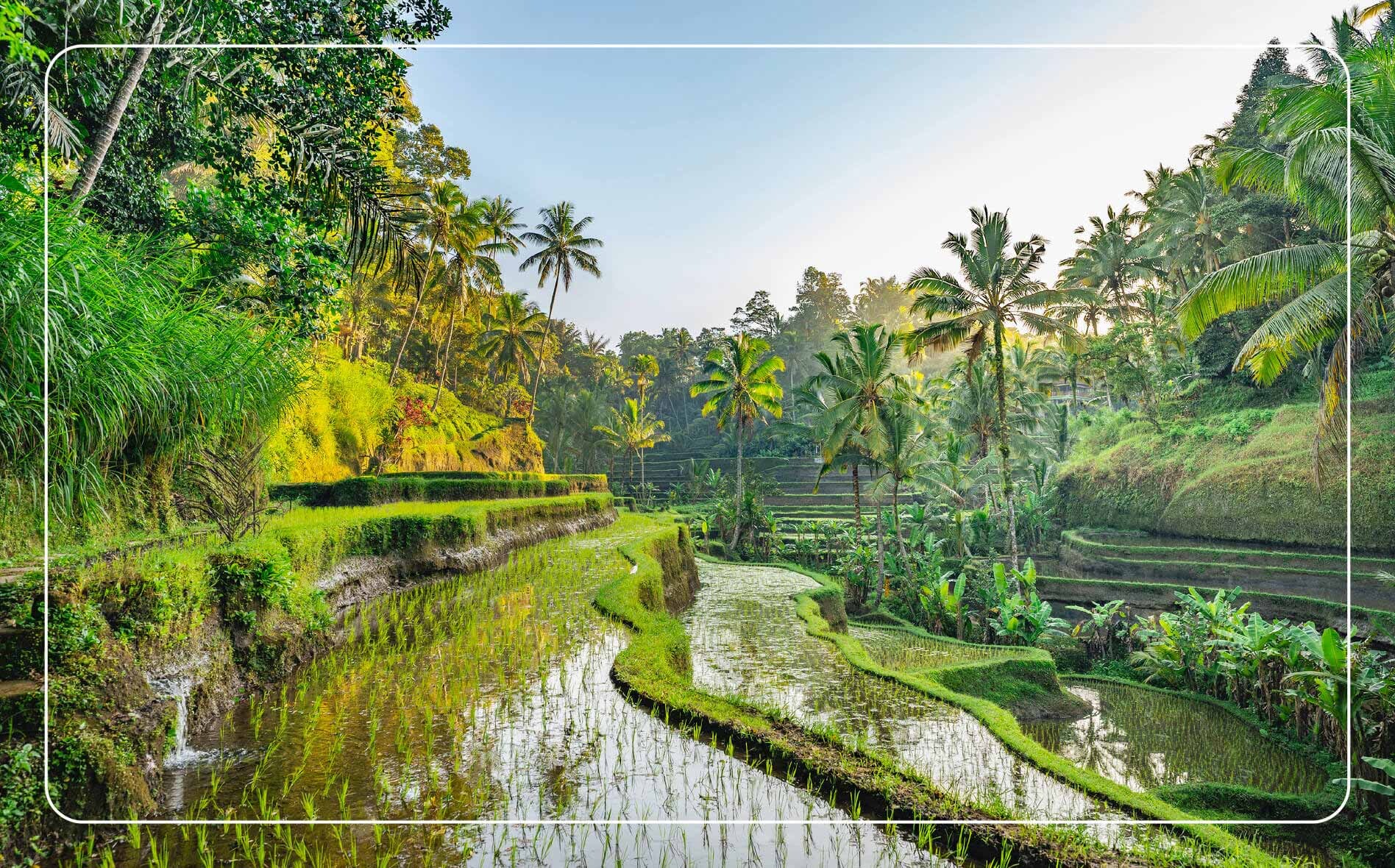 Lush tropical garden in Bali with vibrant green grass and towering palm trees.