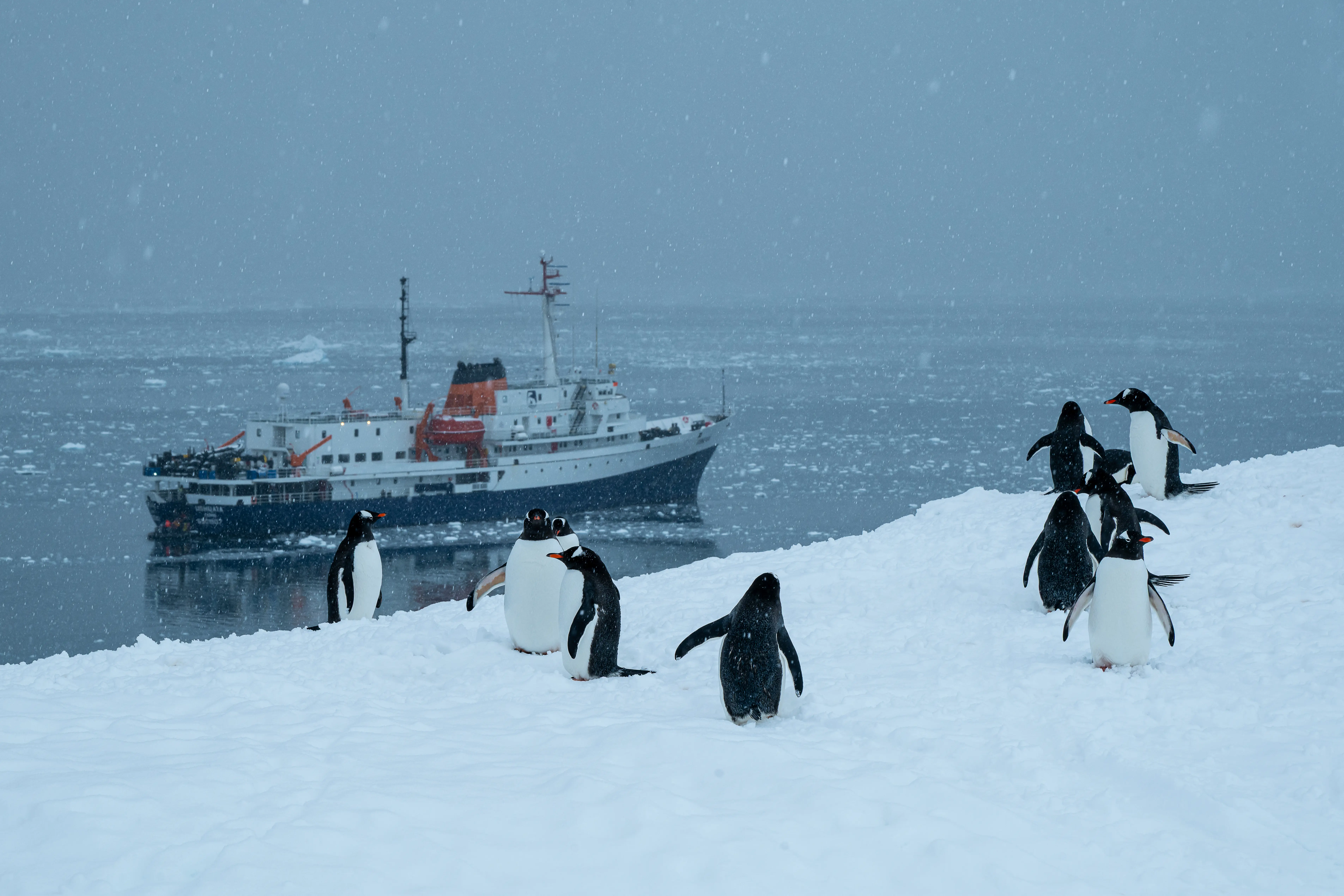 Gentoo Penguins on a snowy slope