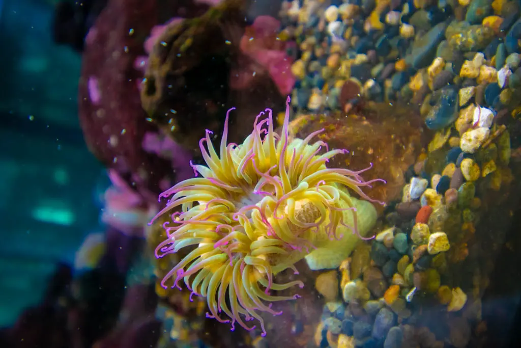 Closeup image of a sea anemone on display at The Exploratorium in San Francisco.