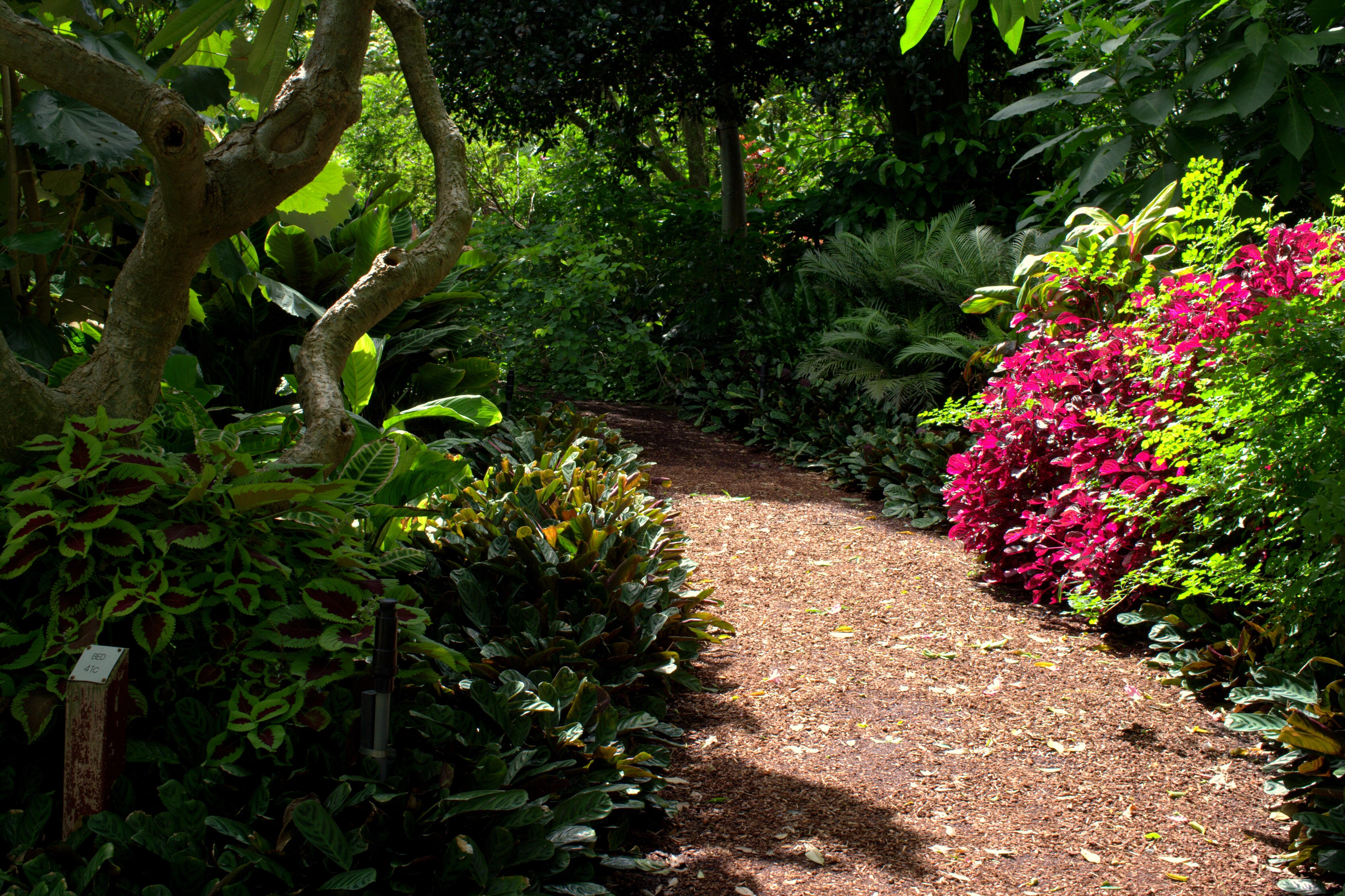 Image of a path in a garden.