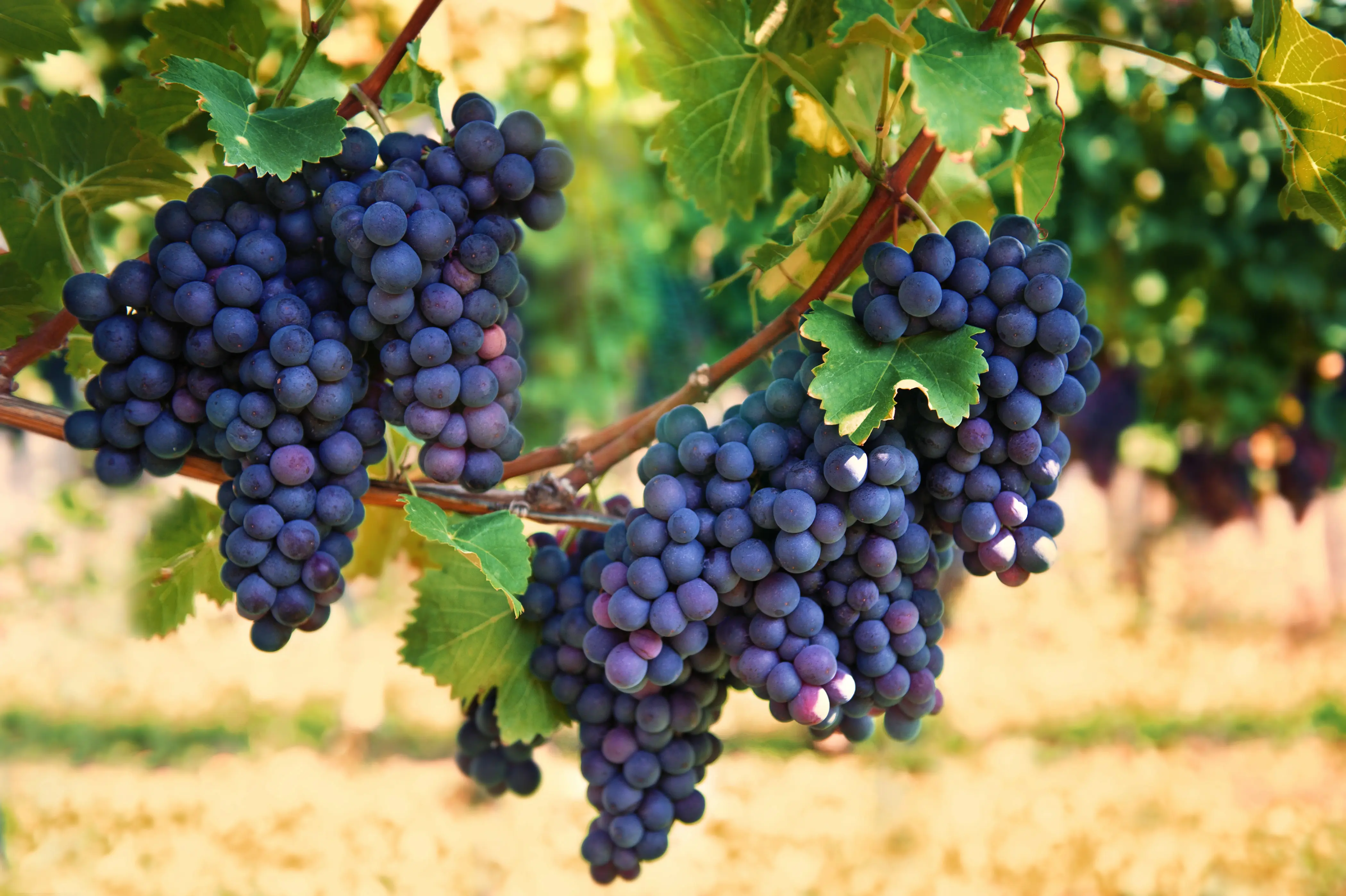grapes vine winery