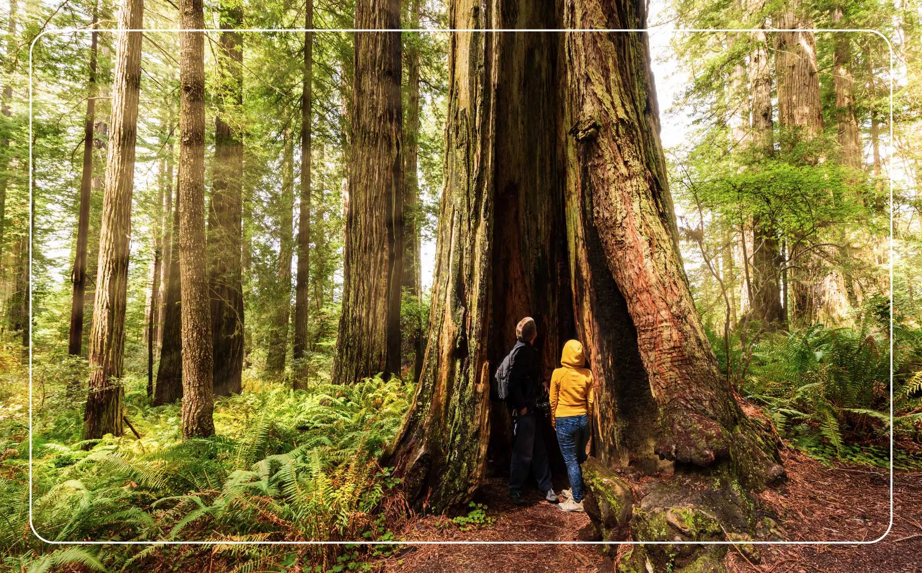 Hikers exploring old growth forest Redwood National Park California.