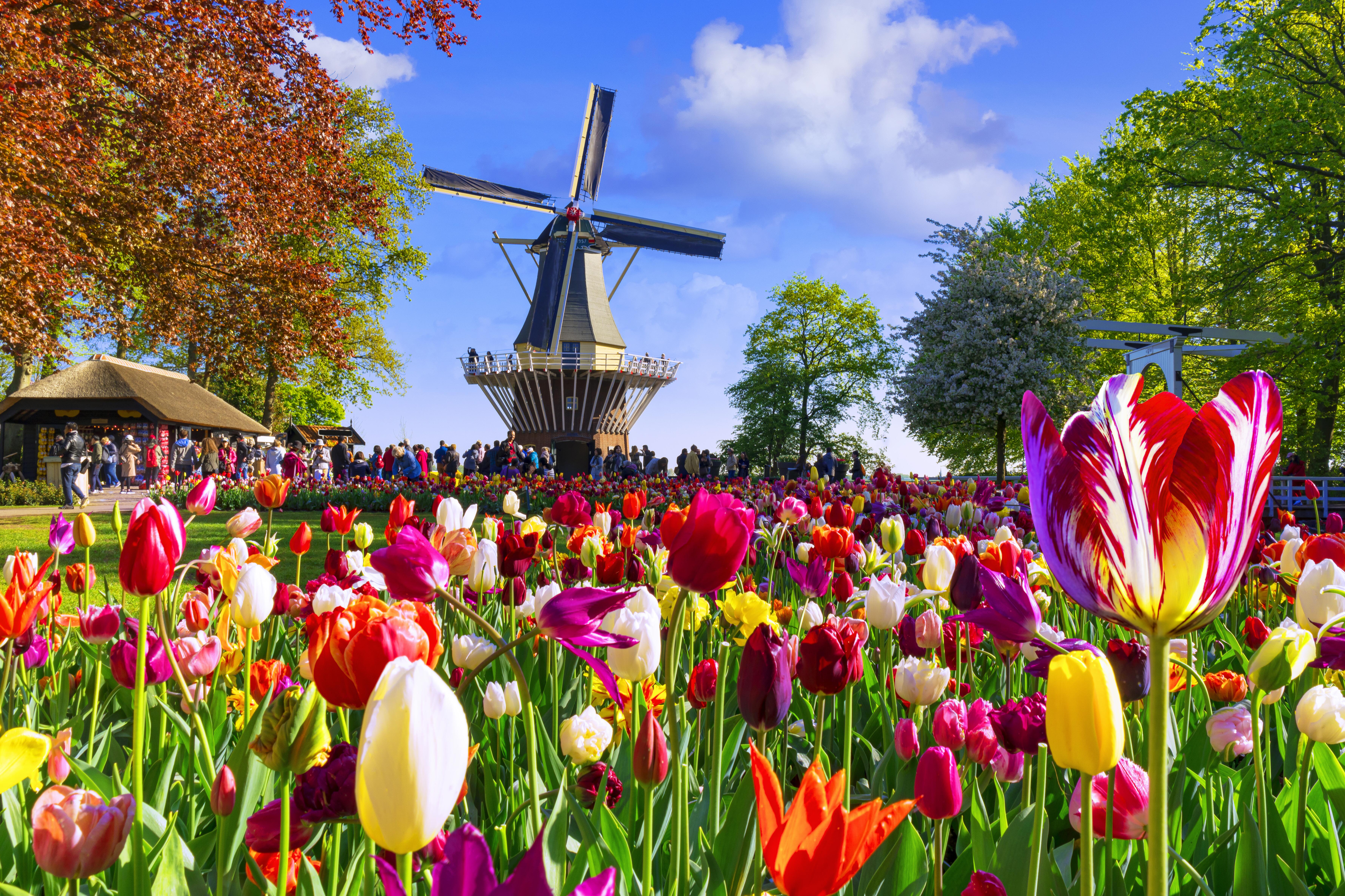 Colorful tulip fields with Dutch windmill in background at Keukenhof Gardens