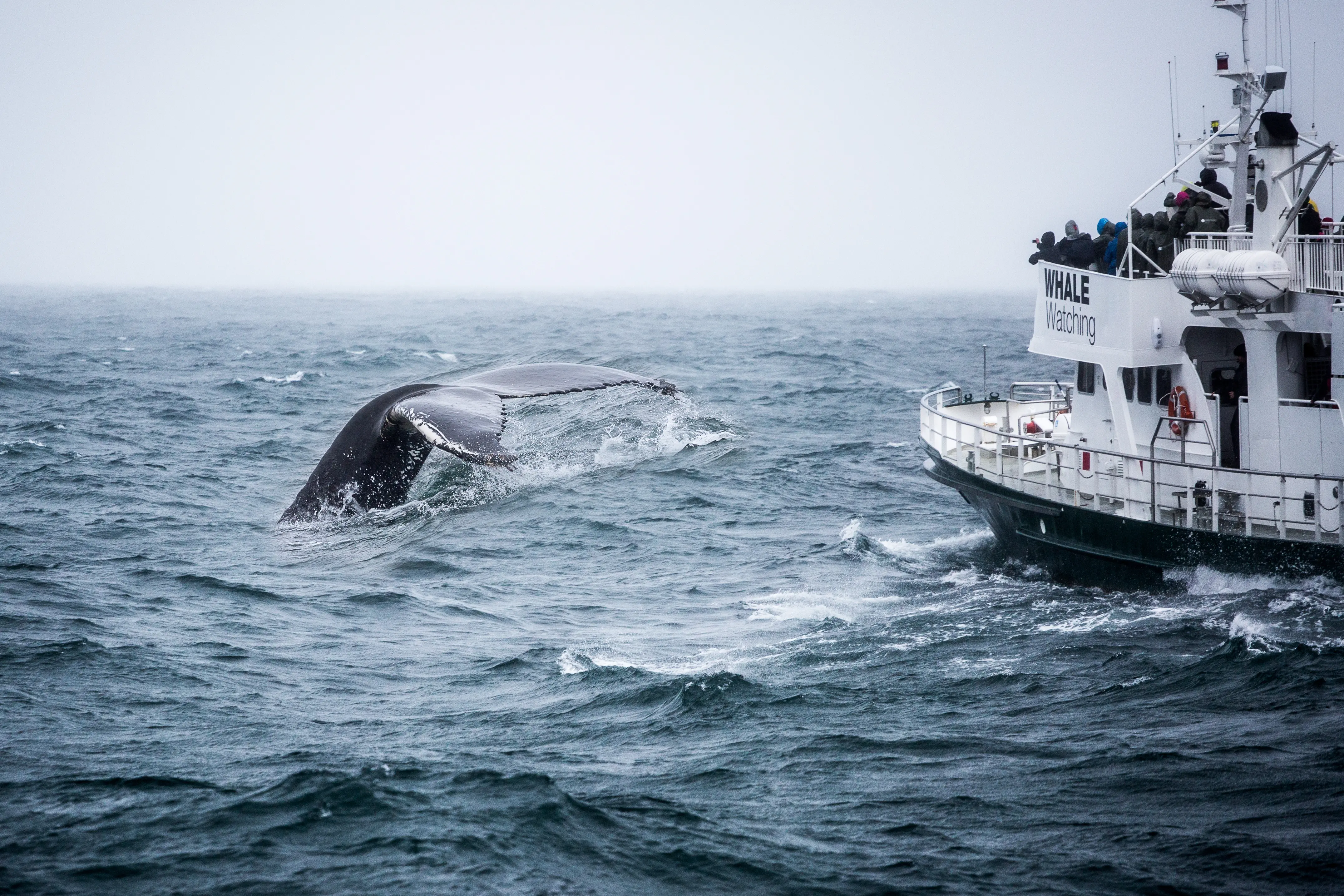 Images of boat at sea, whale watching