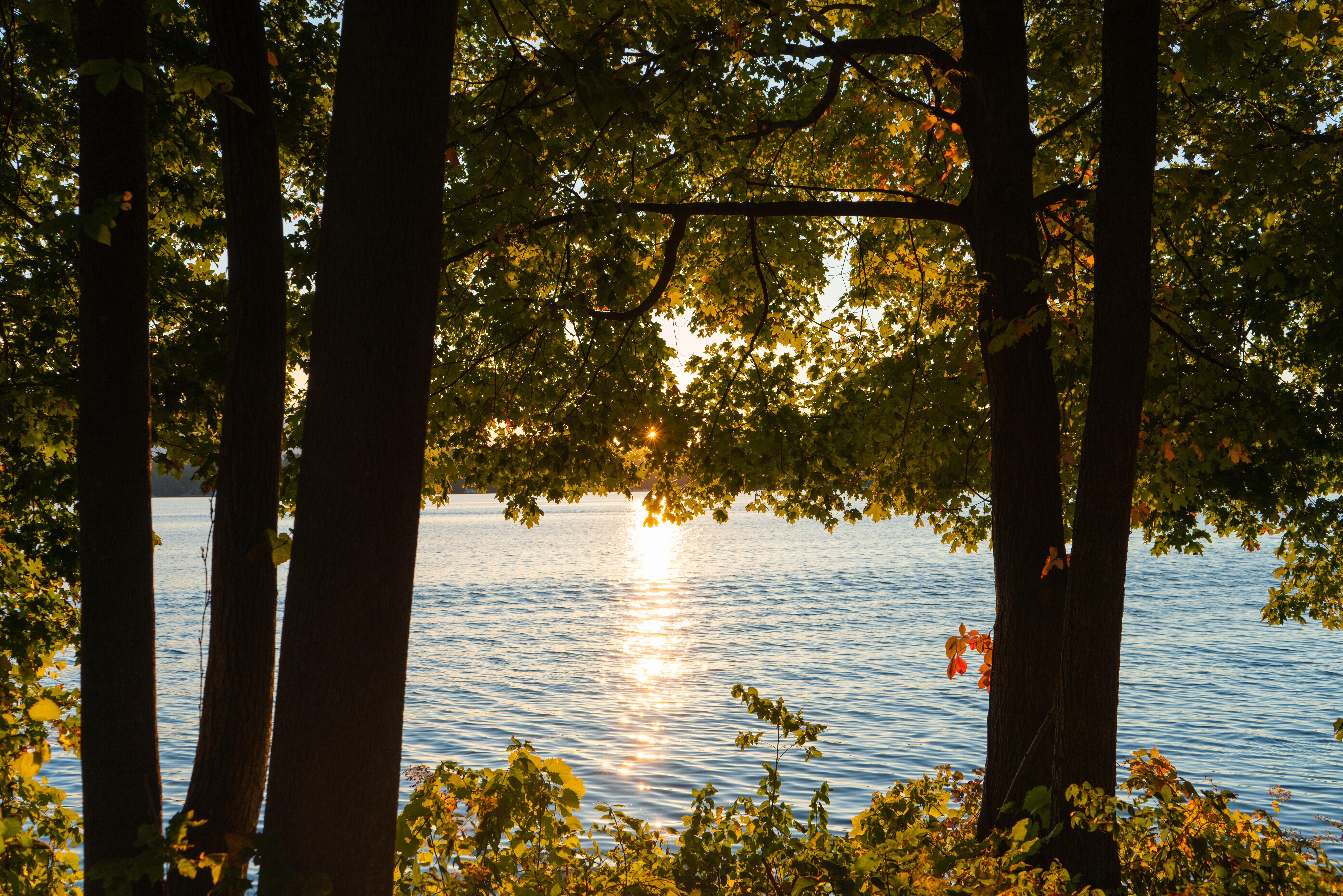 Image of the waters of Lake Geneva, taken through the surrounding trees.