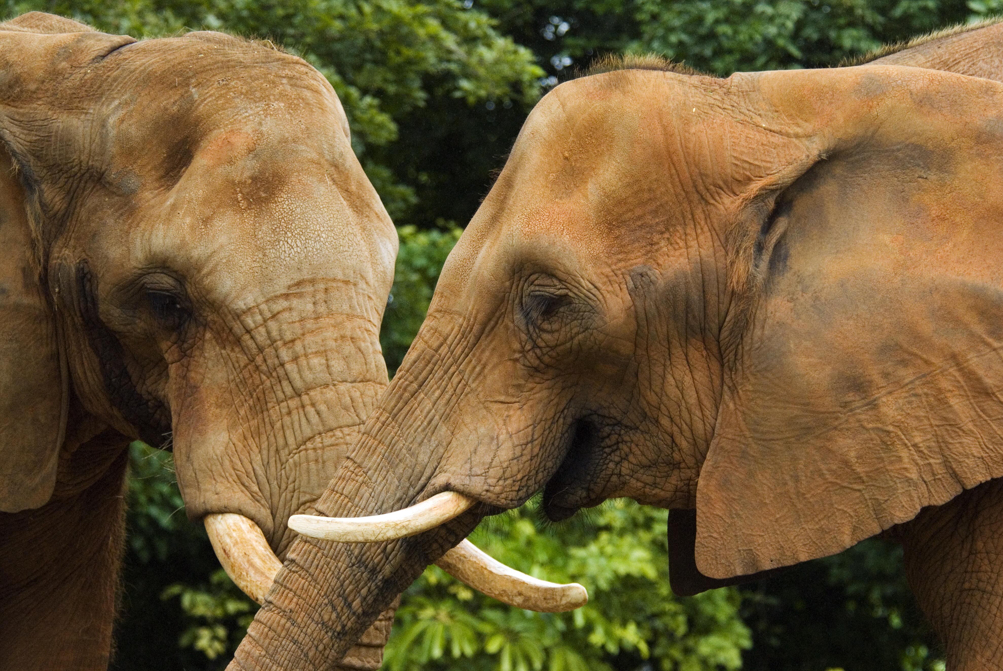 Images of two Elephants greeting each other in front of some trees.