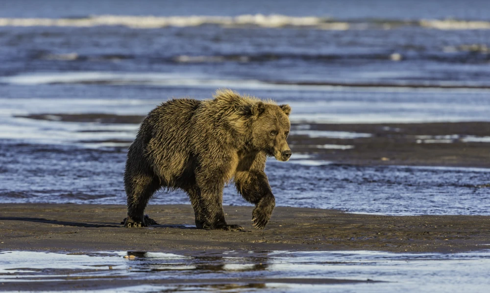 Brown bear in the water