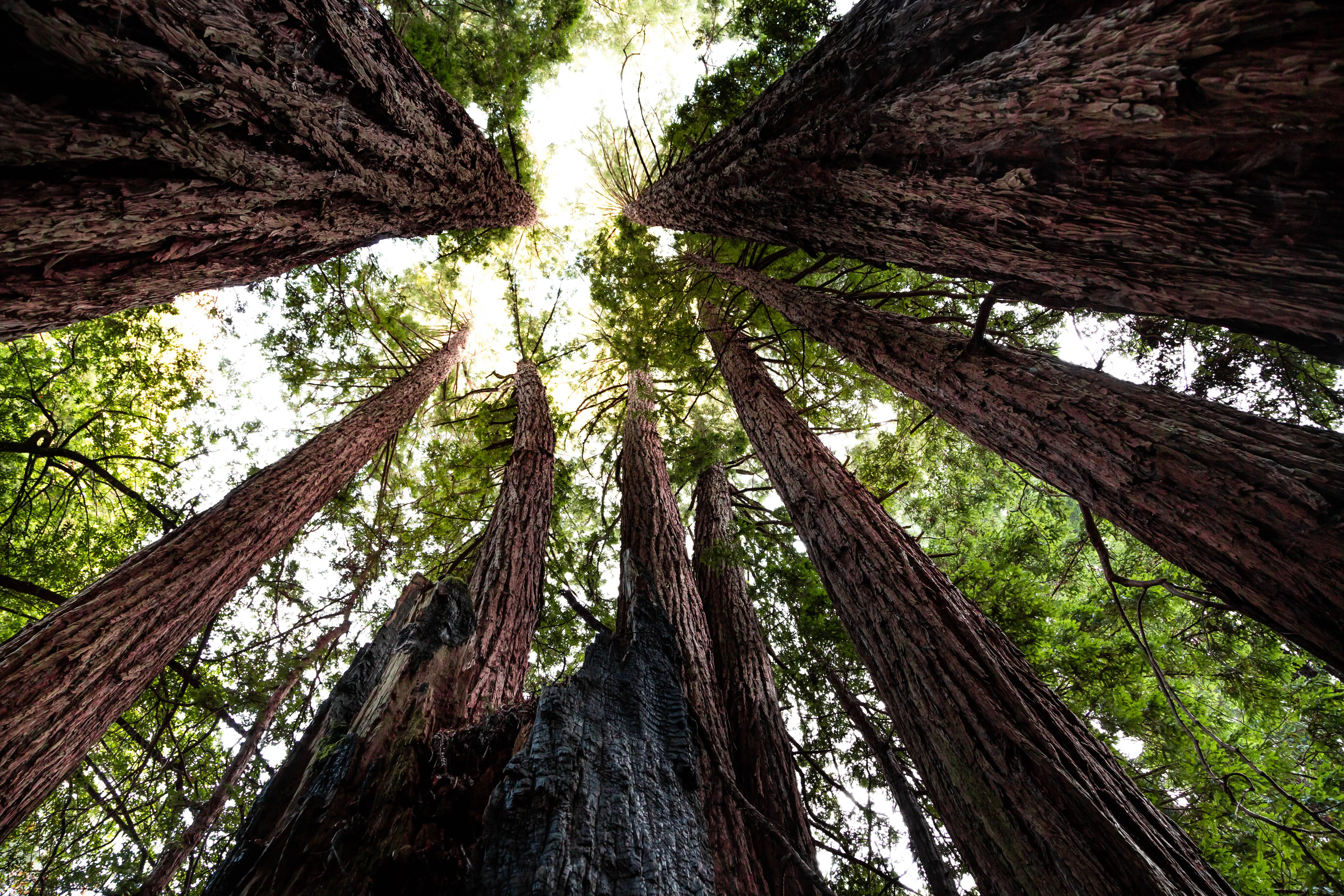 Image looking upwards and the tall overhead trees of Muir Woods in California.