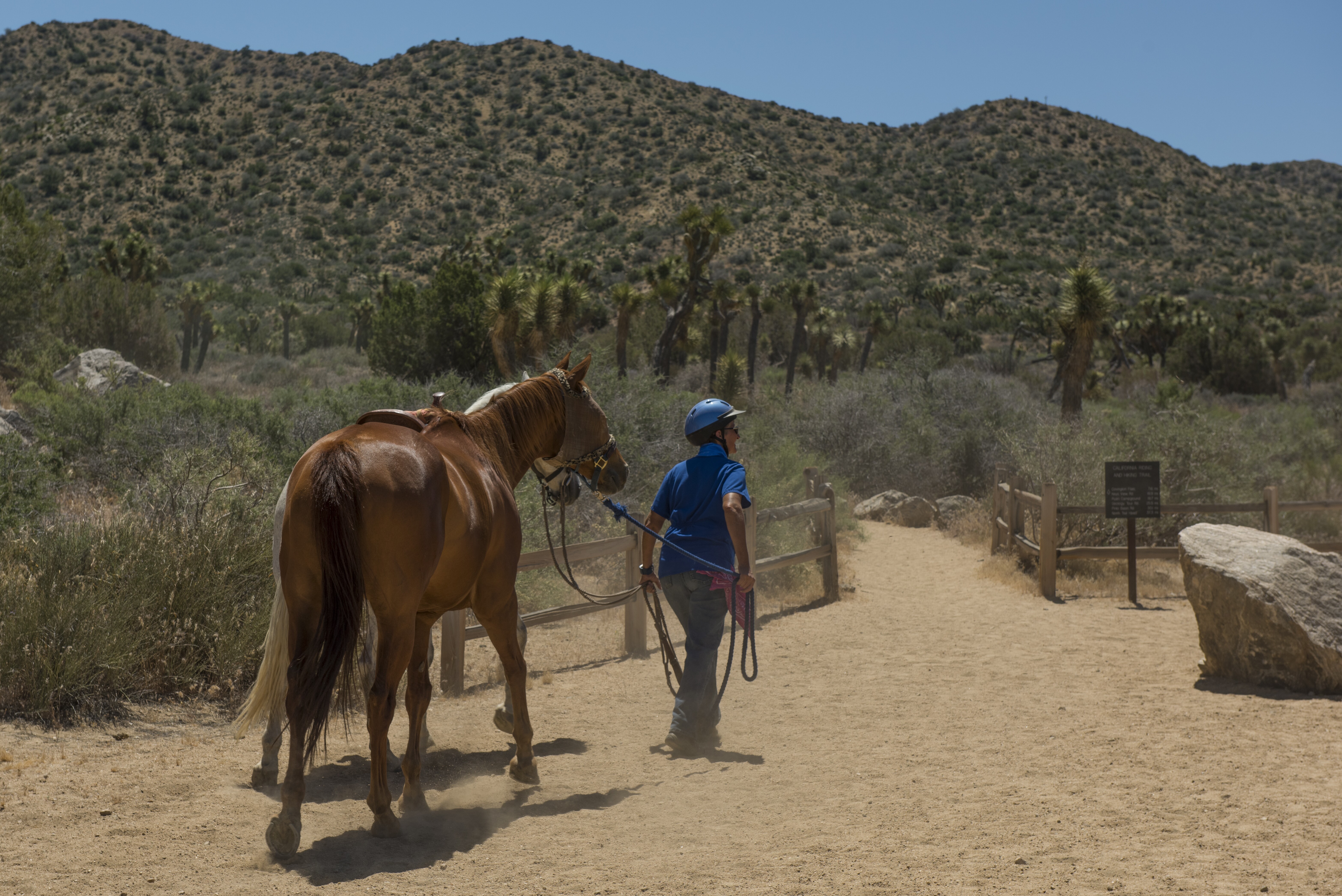 Image of a horse being led at Black Rock Campground in Joshua Tree.