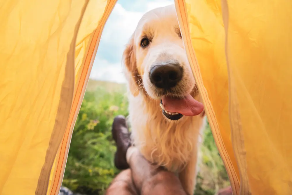 dog in tent