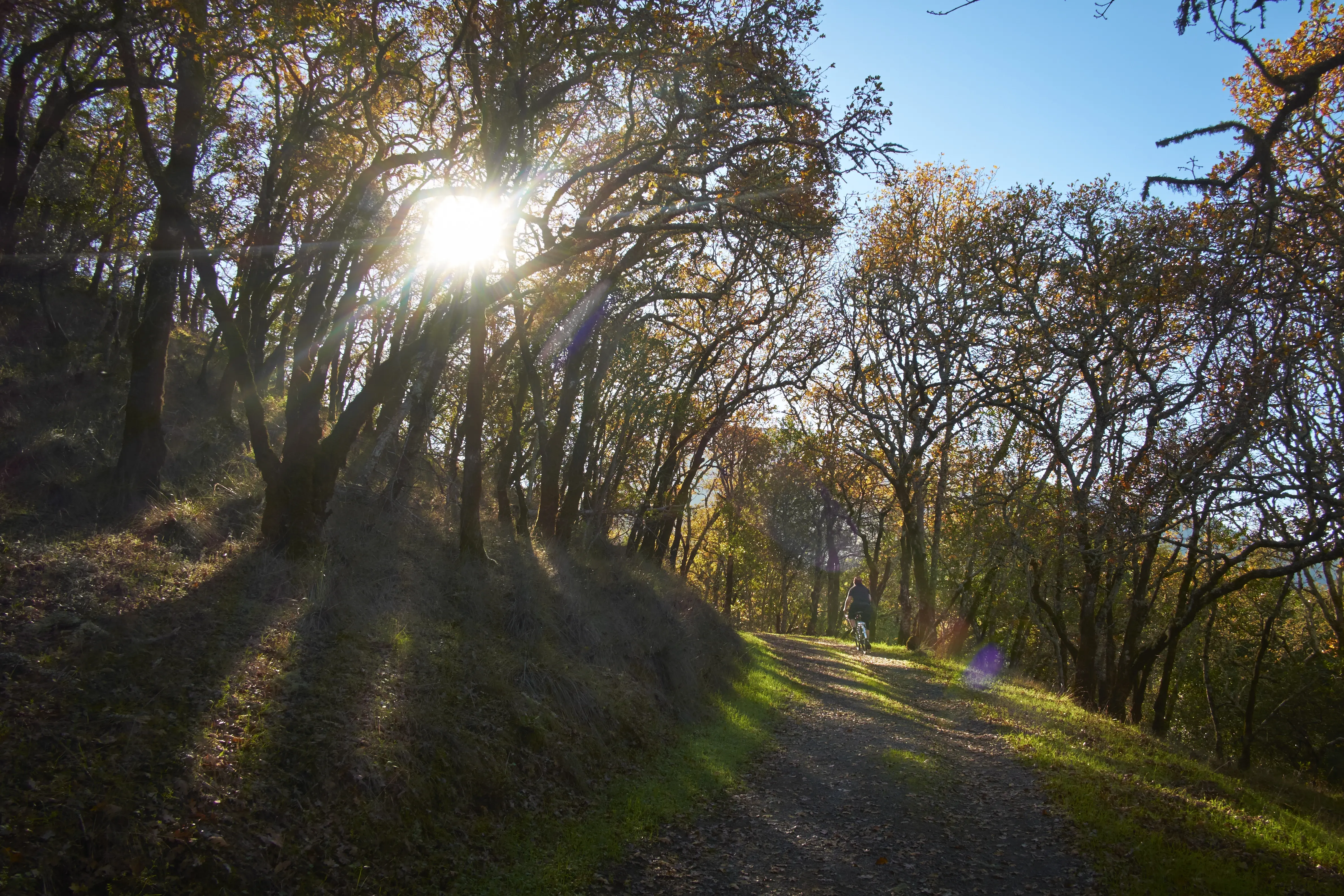 Image of a cyclist riding on a trail in Napa County, California.