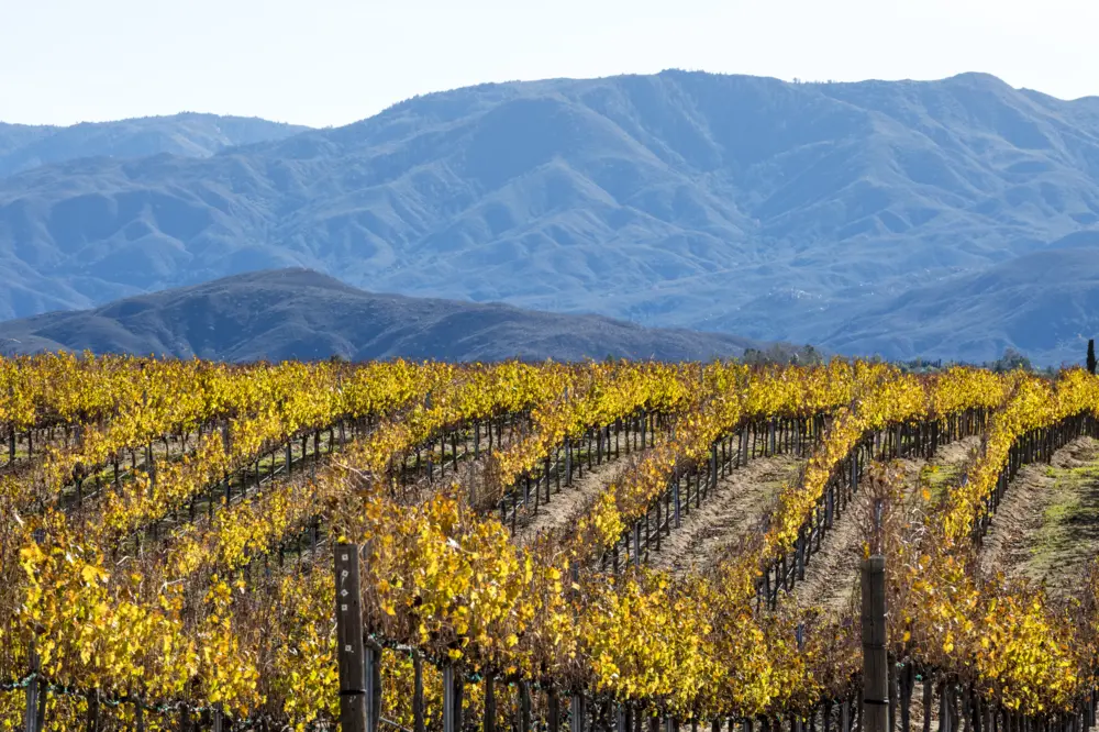 Vineyards in Temecula California