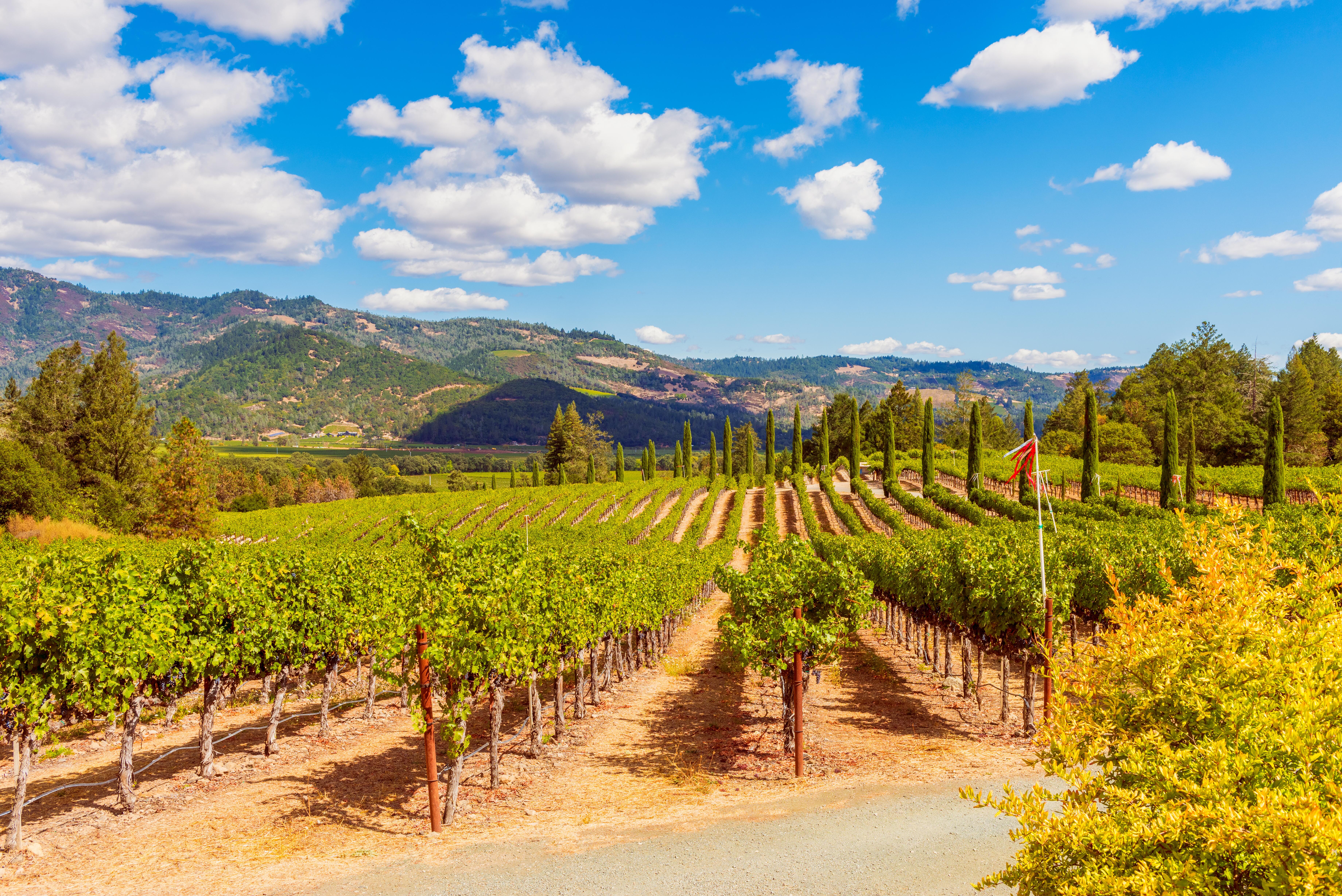 Image of a vineyard in Napa Valley.