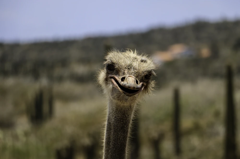 Ostrich