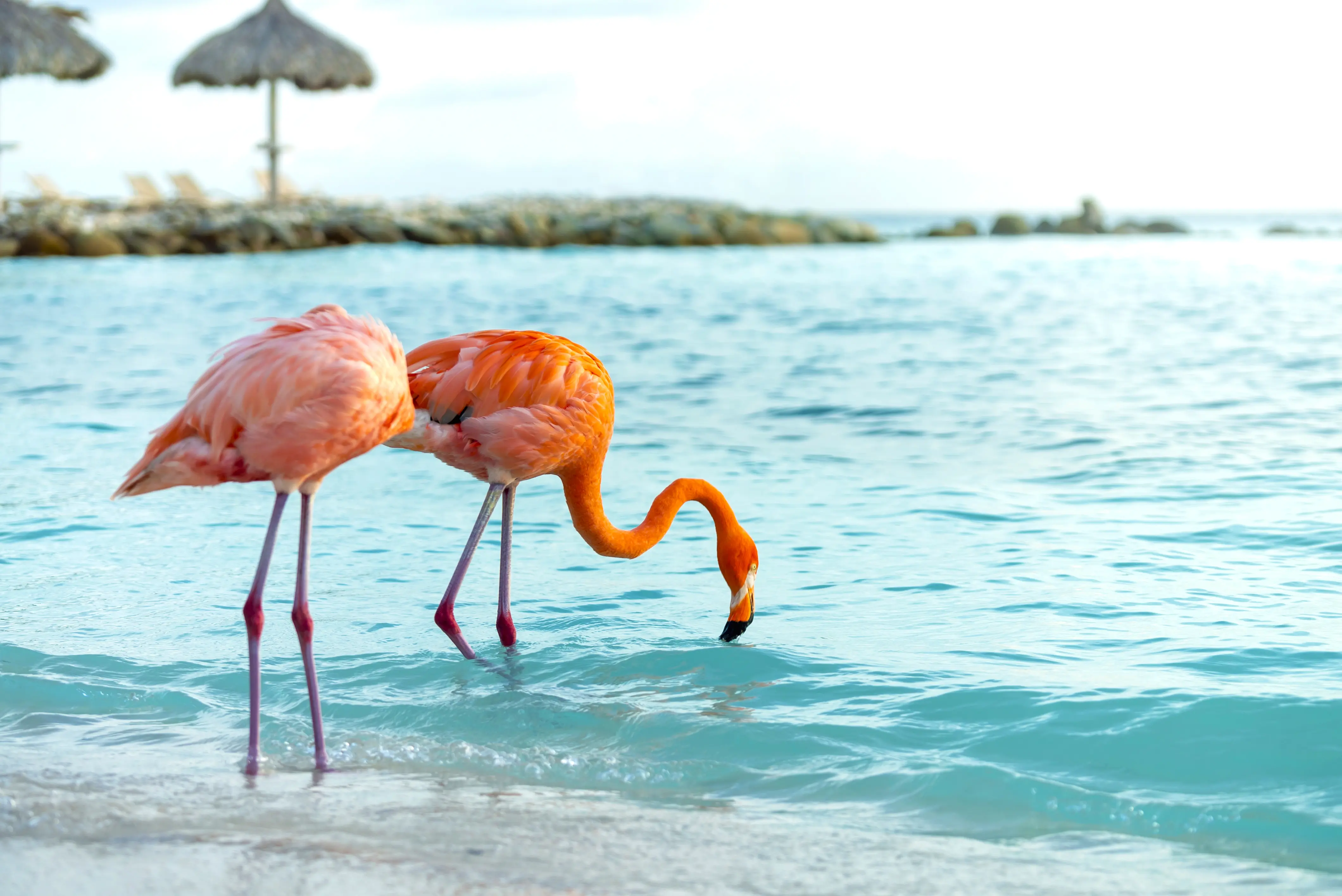 Flamingos on the beach off the coast of Oranjestad
