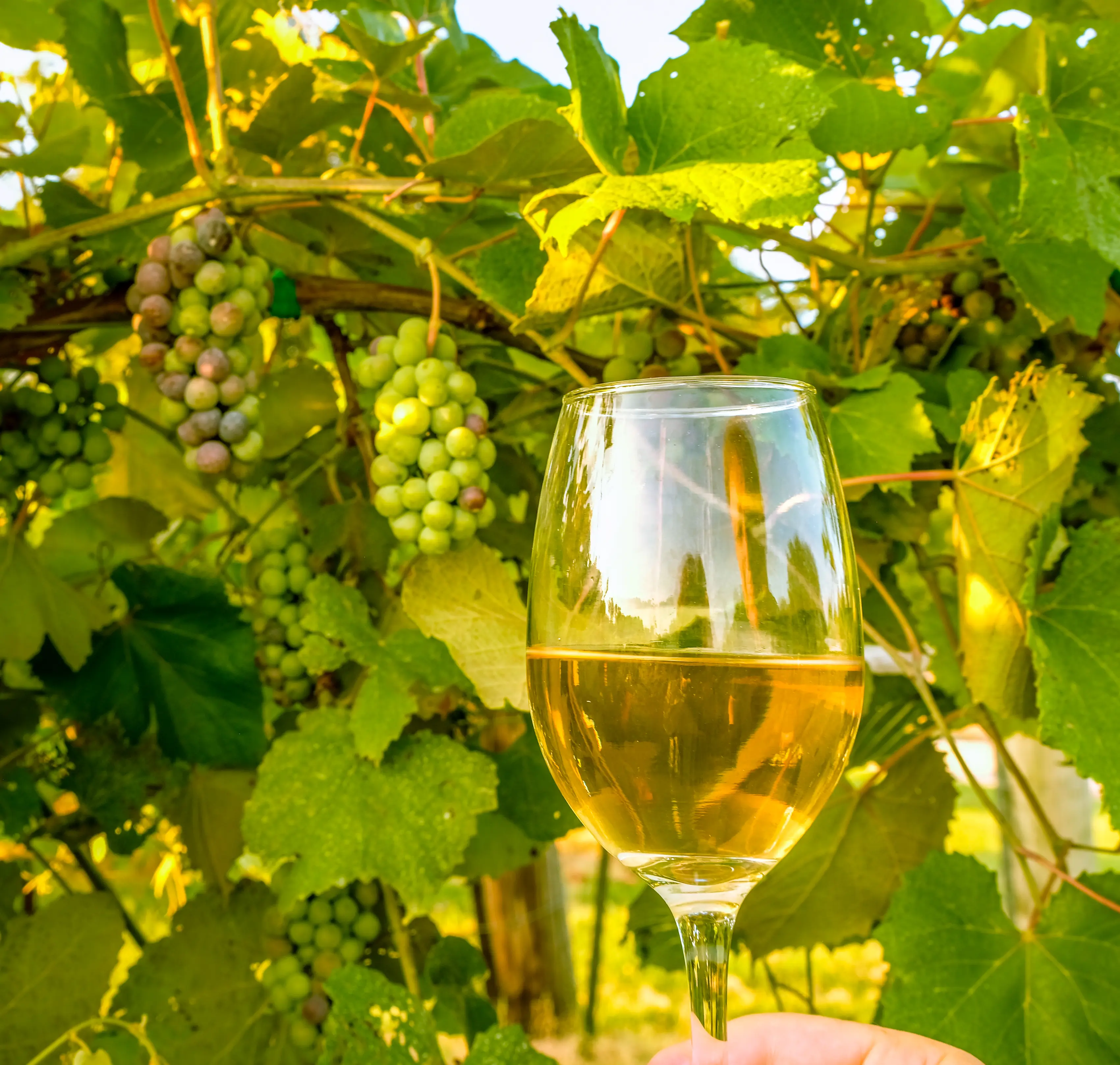 Vertical view of glass of white wine with ripening grapes in background early in the fall; Missouri vineyard, Midwest