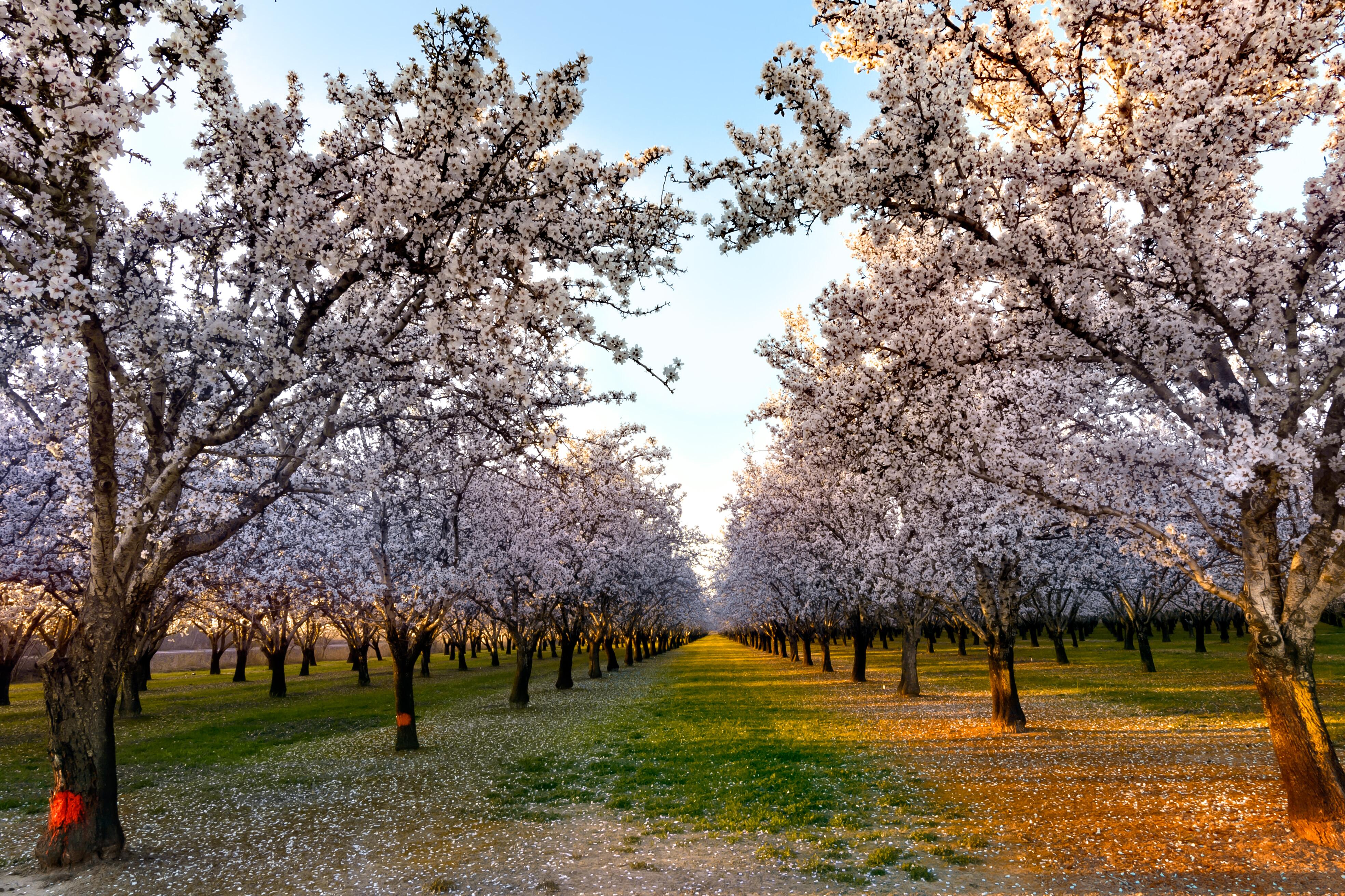 Path down an almond blossom orchard in bloom of blushed white flowers