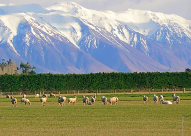 South Pacific Wonders including New Zealand's North Island