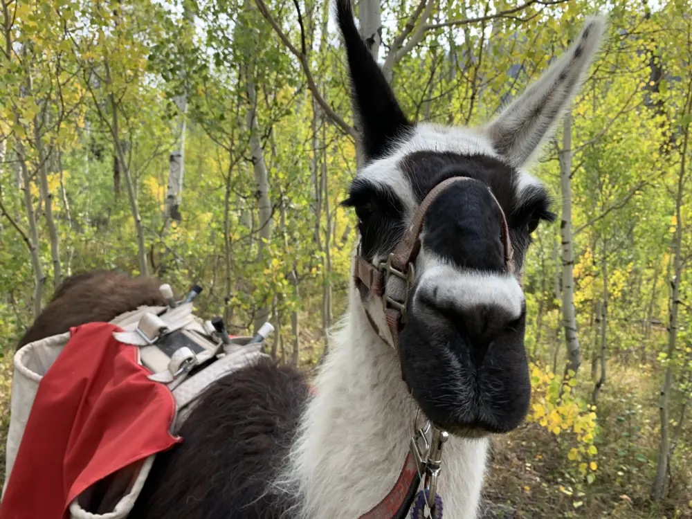Llama hike, Vail, CO