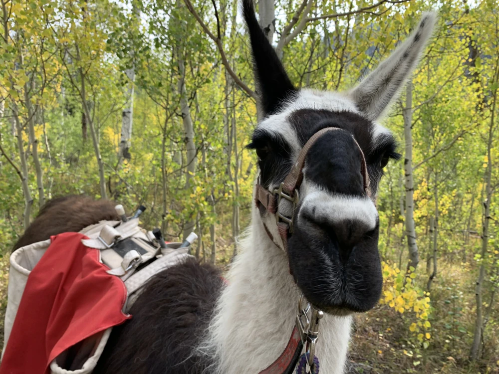 Llama hike, Vail, CO