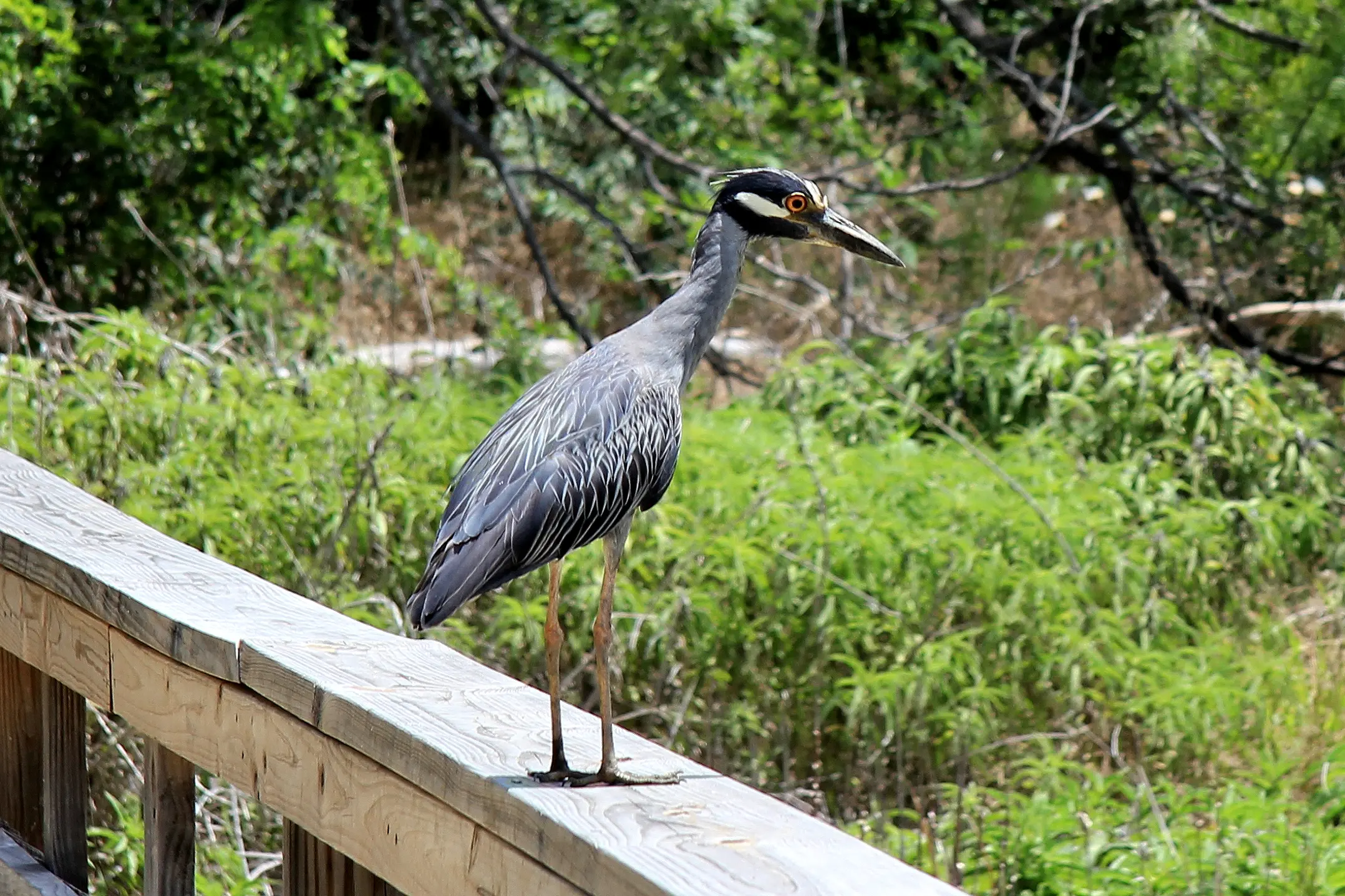 Image of a Heron at Cedar Hill State Park, in Cedar Hill, Texas.