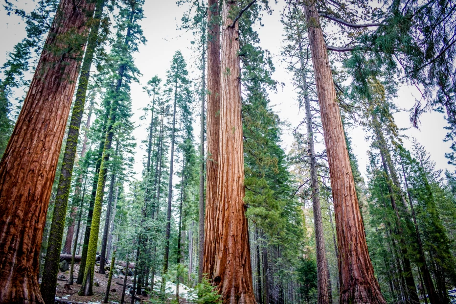 Mariposa Grove, Yosemite, National Park, Giant Sequoia Forest