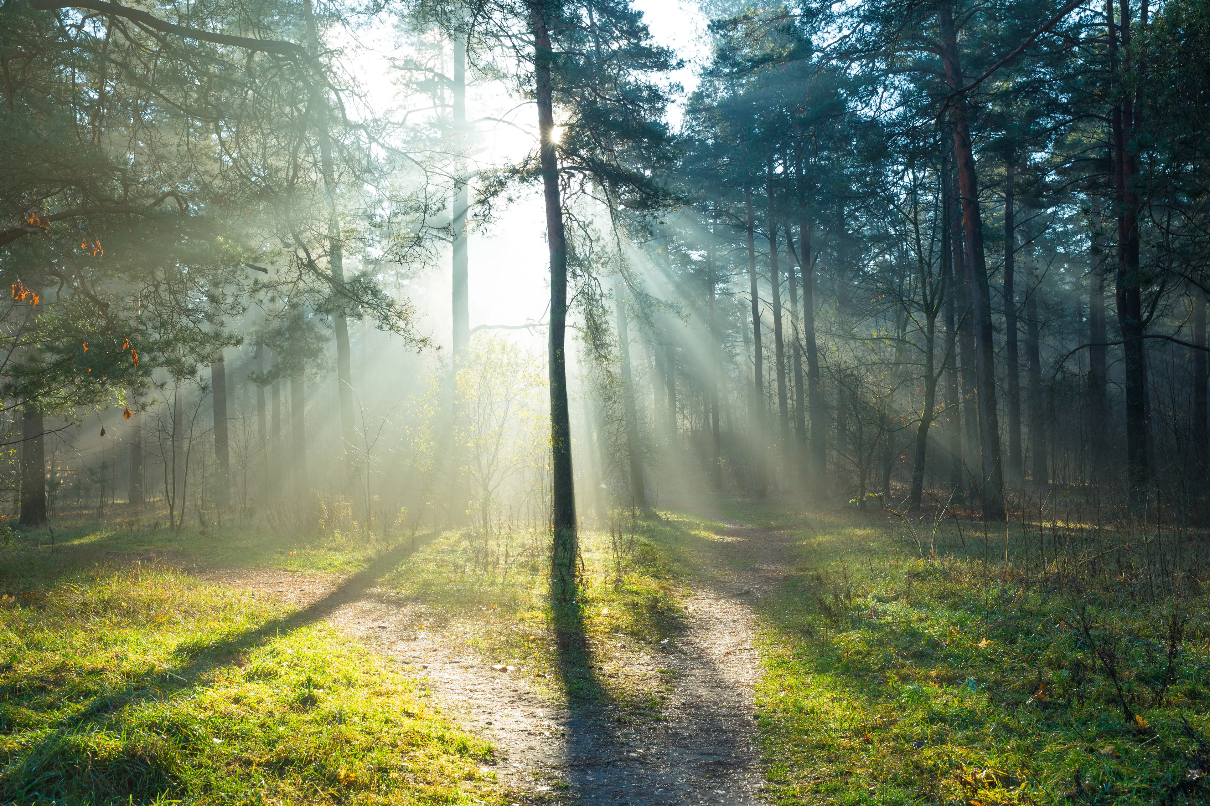 Forest of trees with sun rays