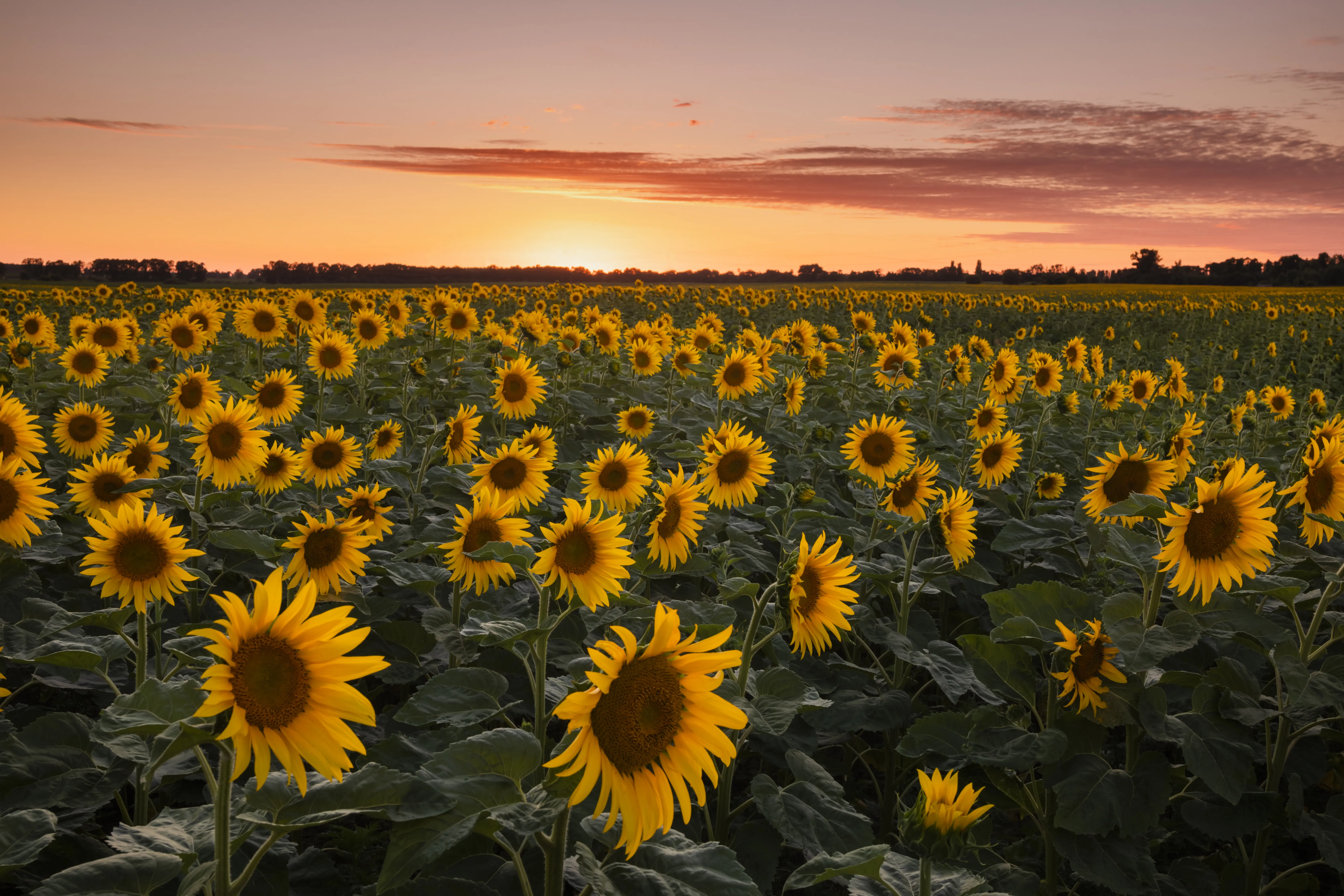 Outdoor image of a field of sunflowers in sunset.