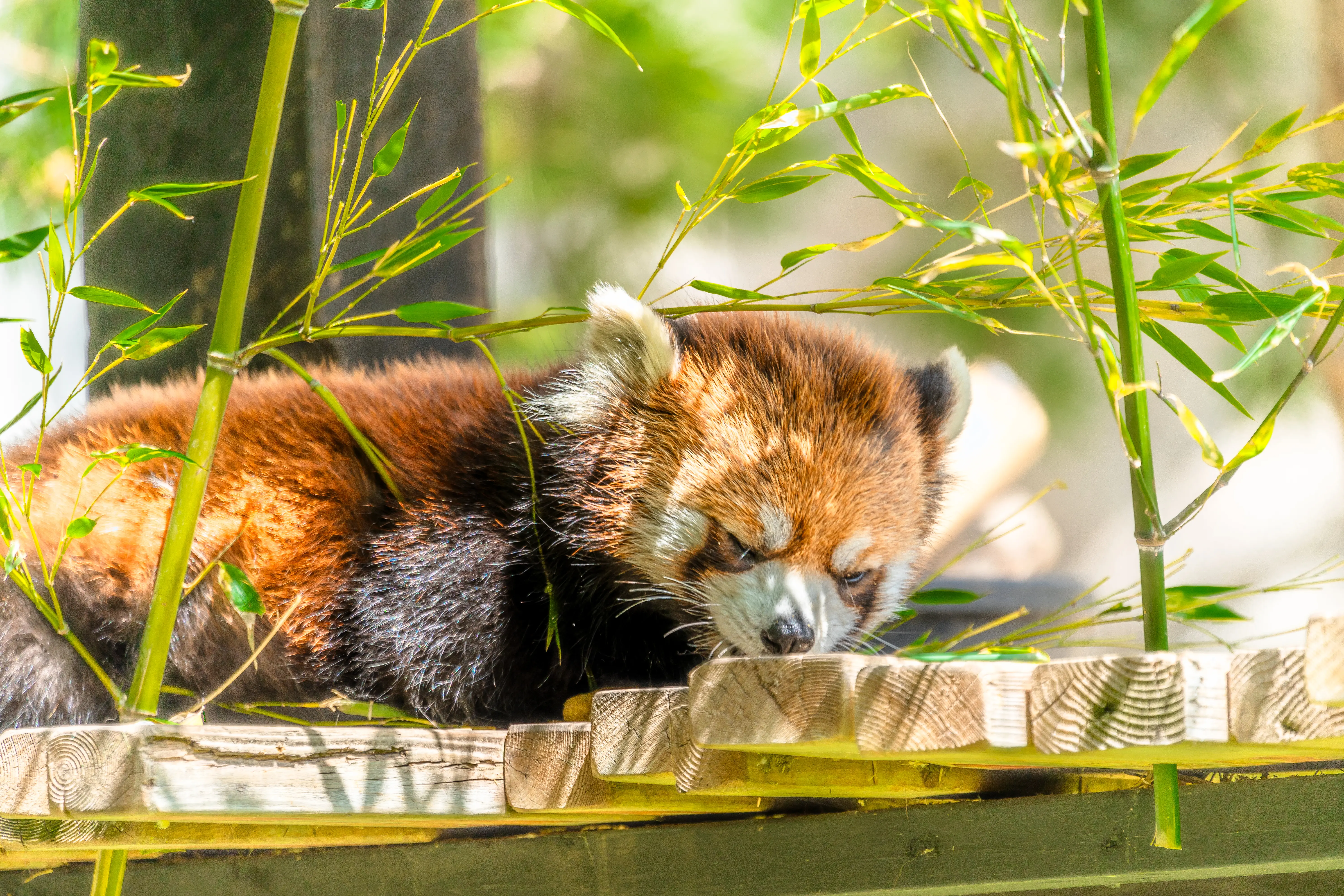 Napping red panda surround by bamboo at Calgary Zoo