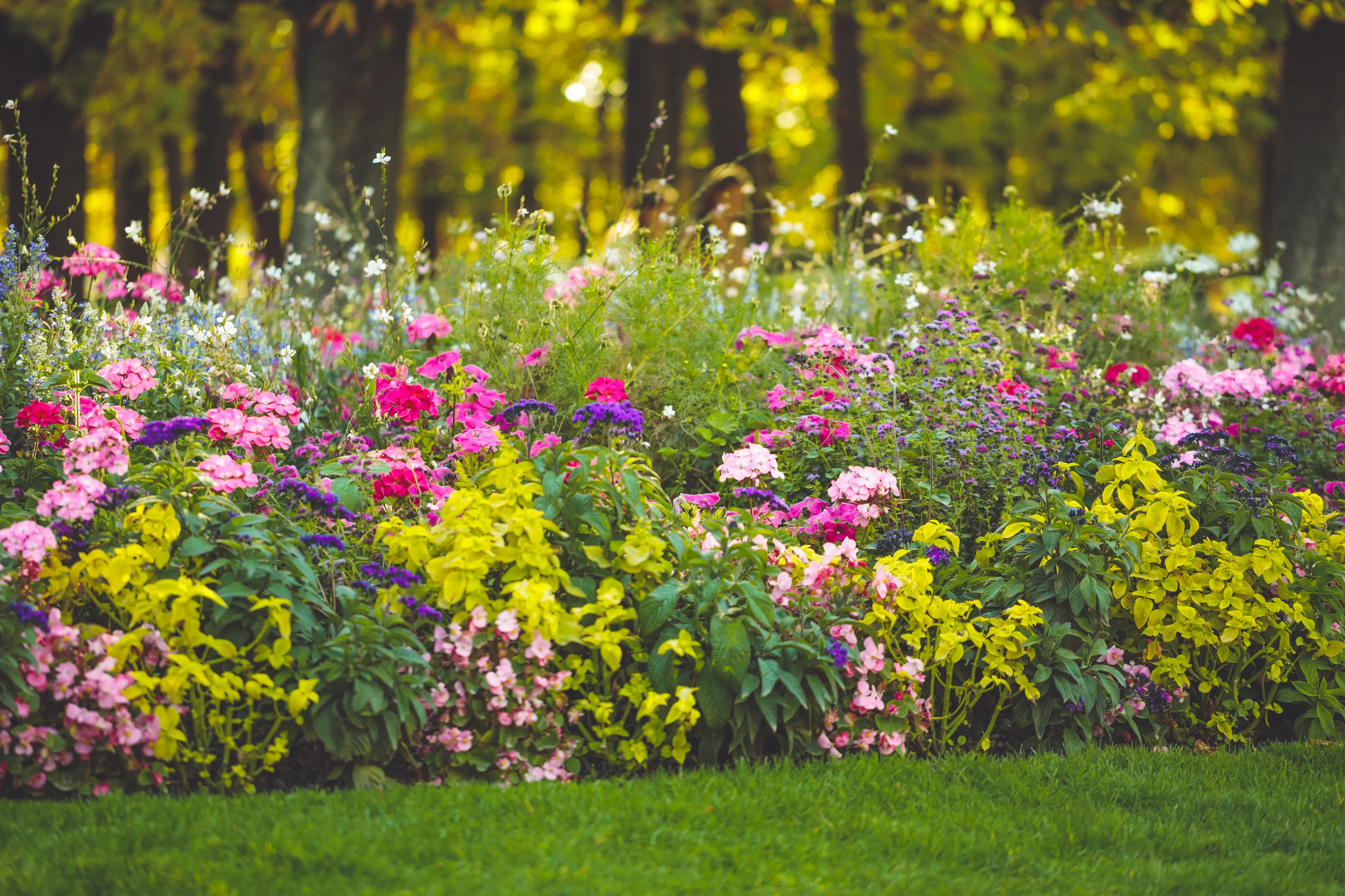 Colorful flowers in a botanic garden
