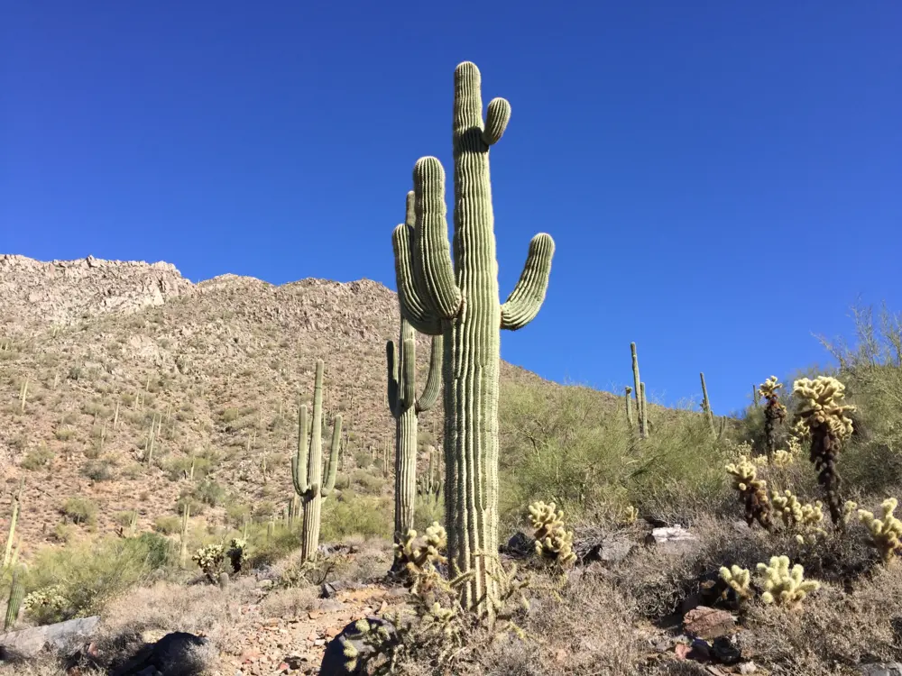 McDowell Sonoran Preserve