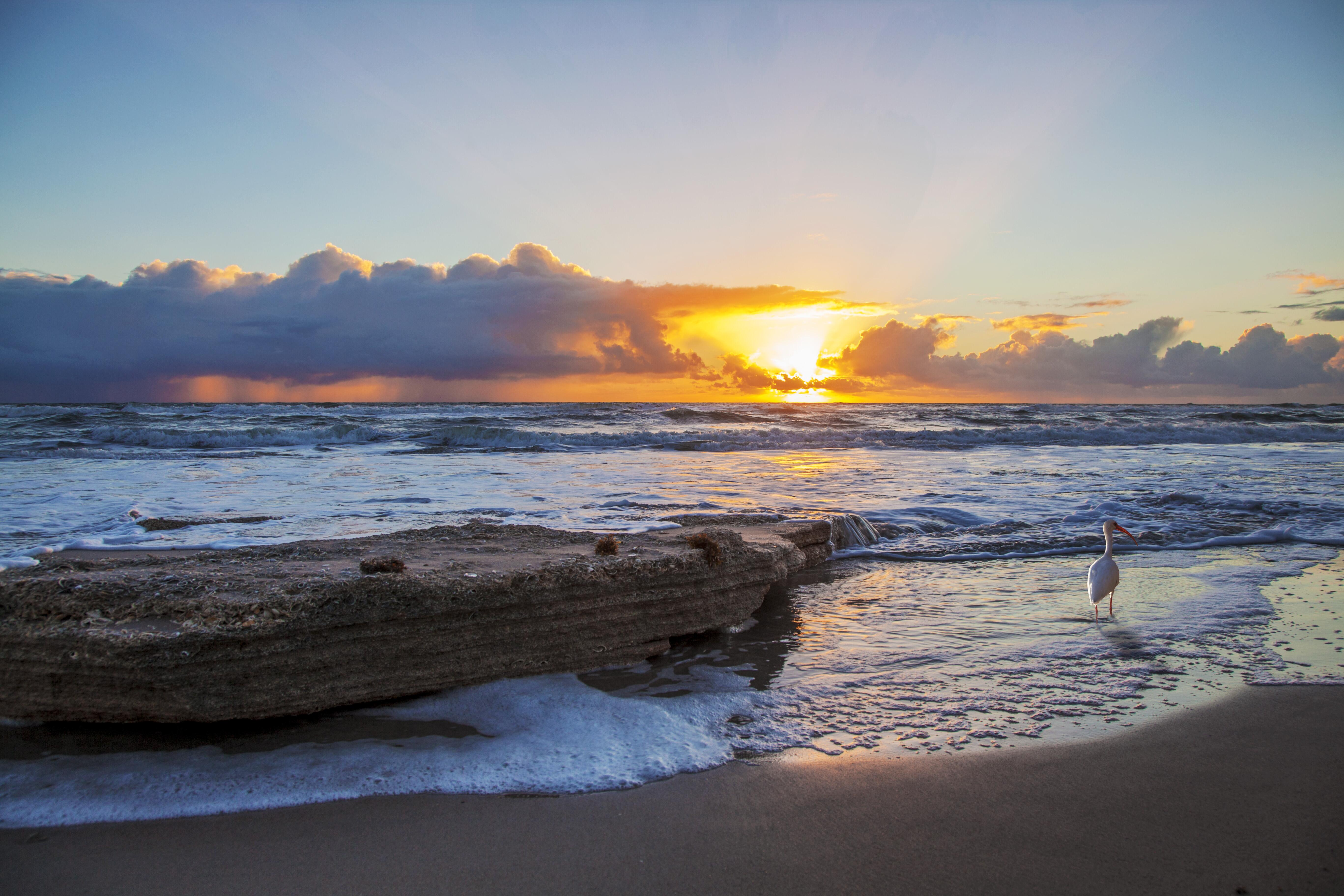 Image of an Ibis on the shore of Melbourne Beach, Florida.