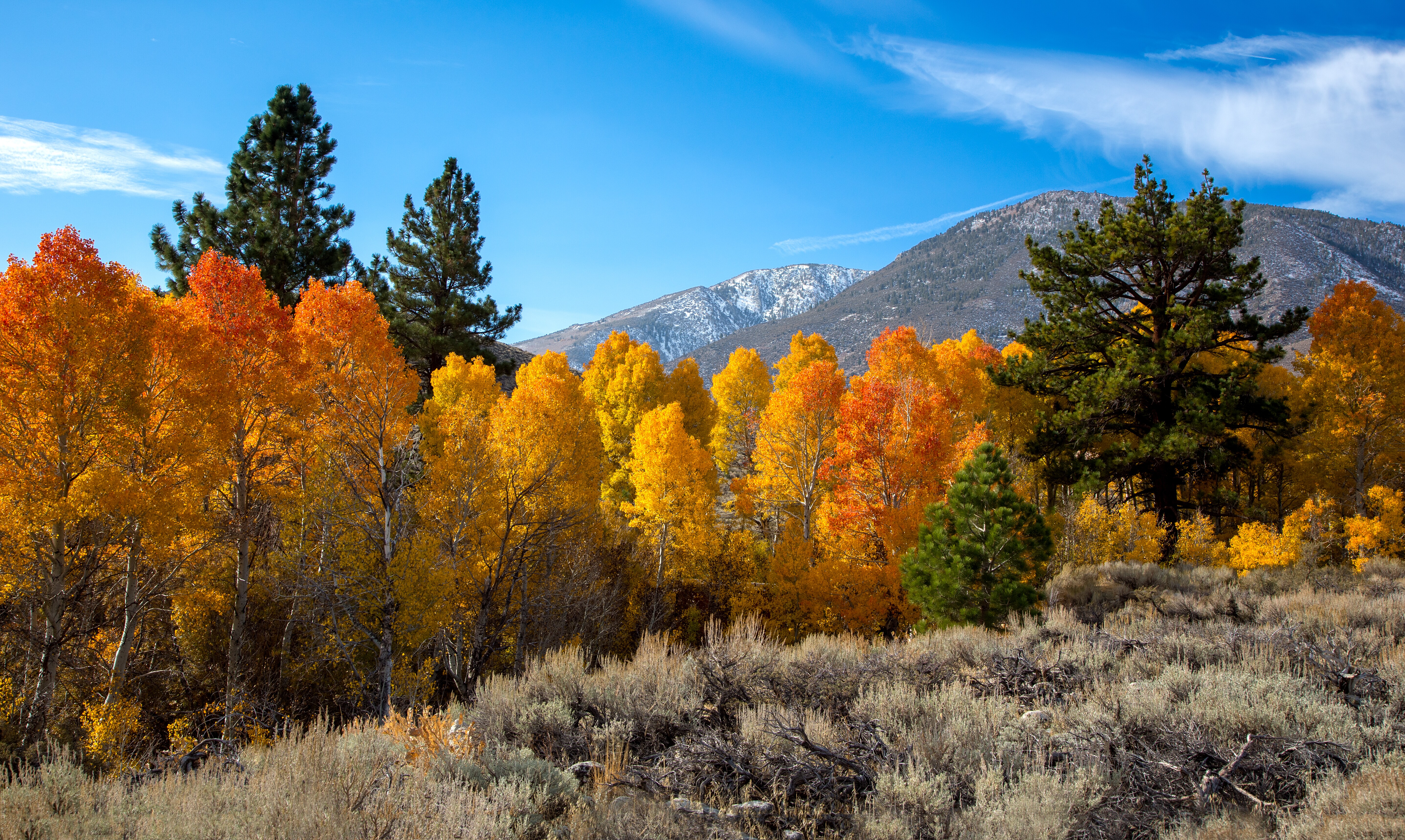 Image of fall foliage color In the Eastern Sierra Nevada.