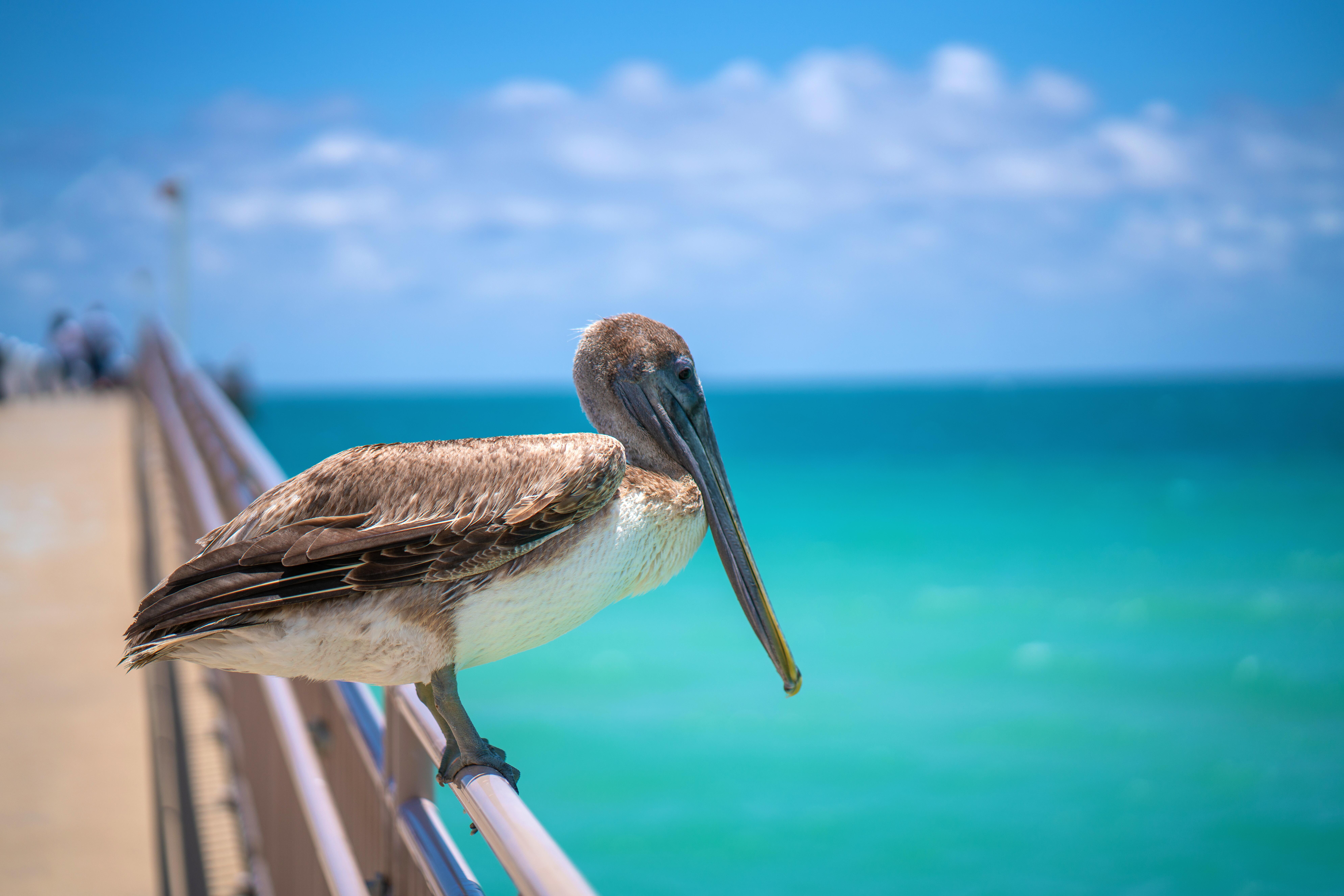 Brown pelican sitting on the rail of a pier at the ocean on a sunny day