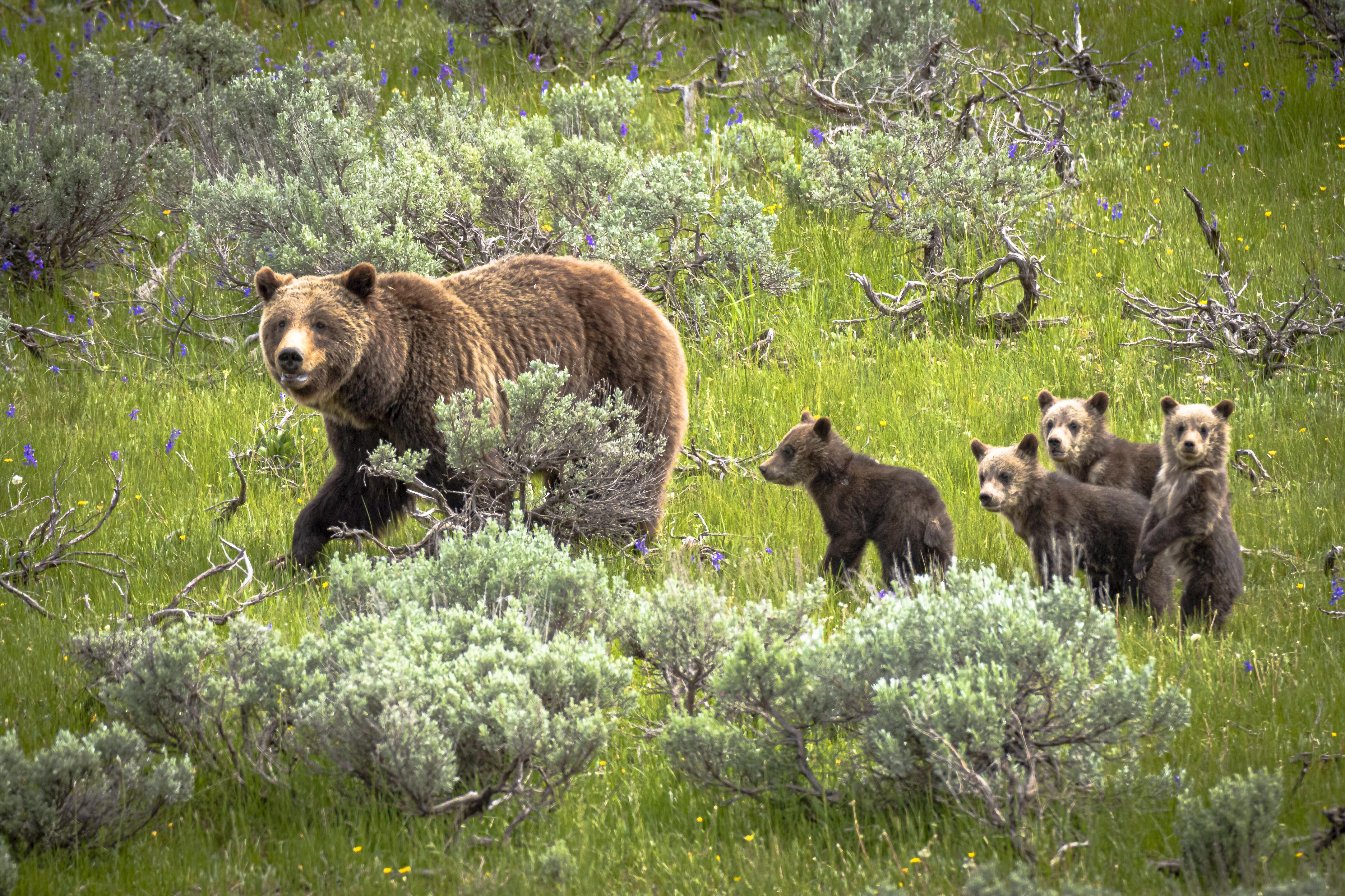Mother grizzly bear and her four cubs walking in a green valley with purple flowers