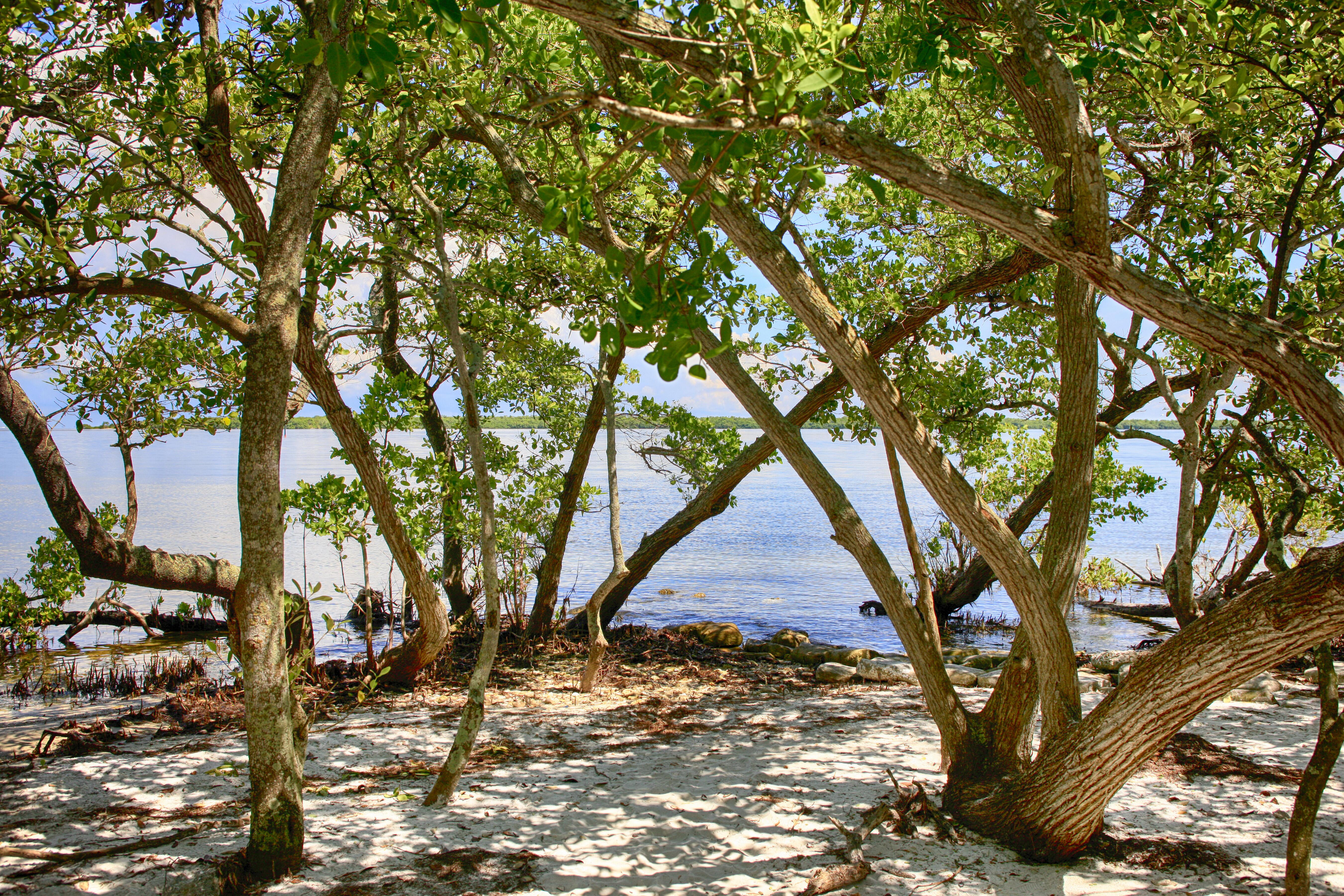 The swampland and Manatee River at the DeSoto National Memorial Park in Bradenton FL, USA