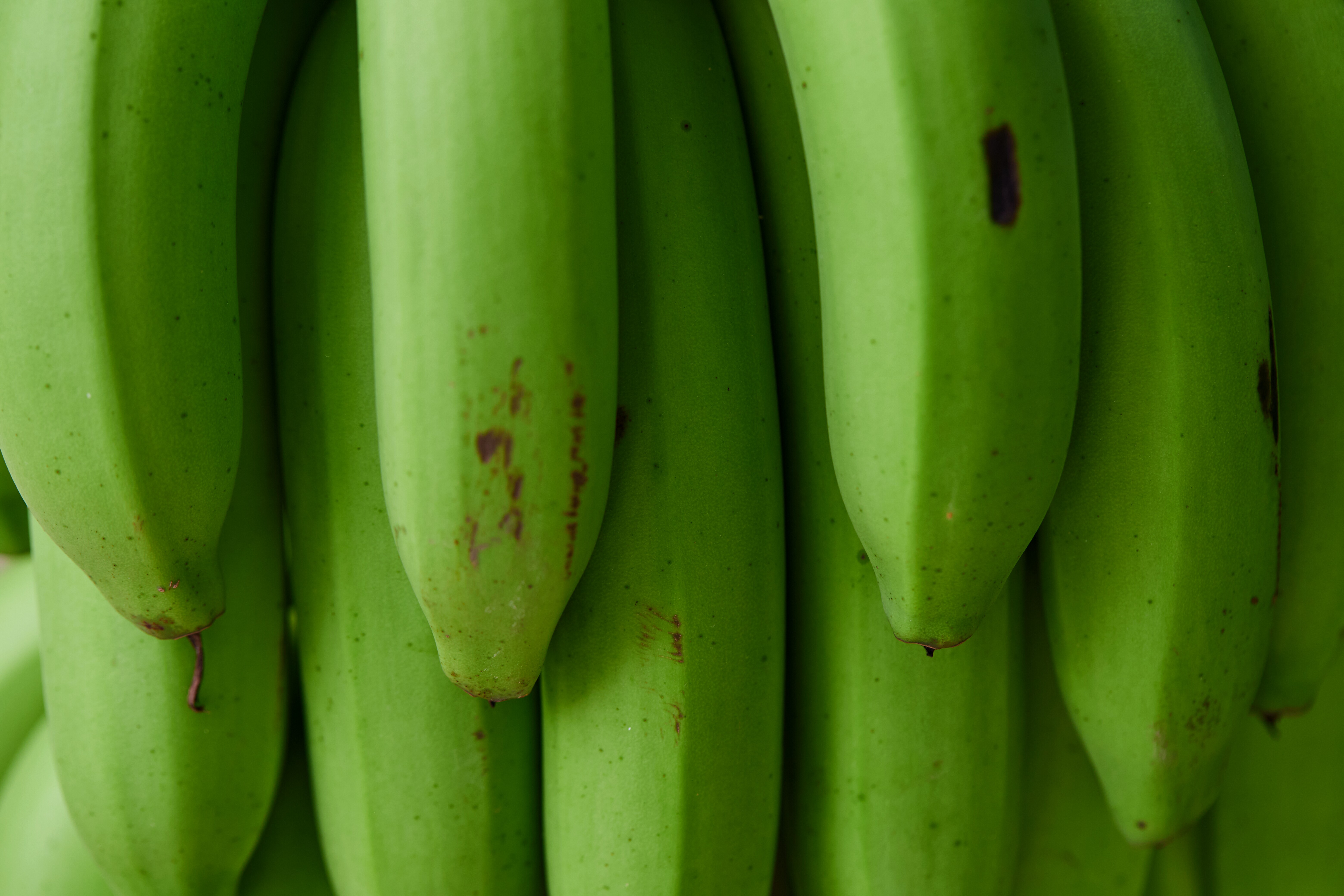 Closeup image of a bunch of green bananas.