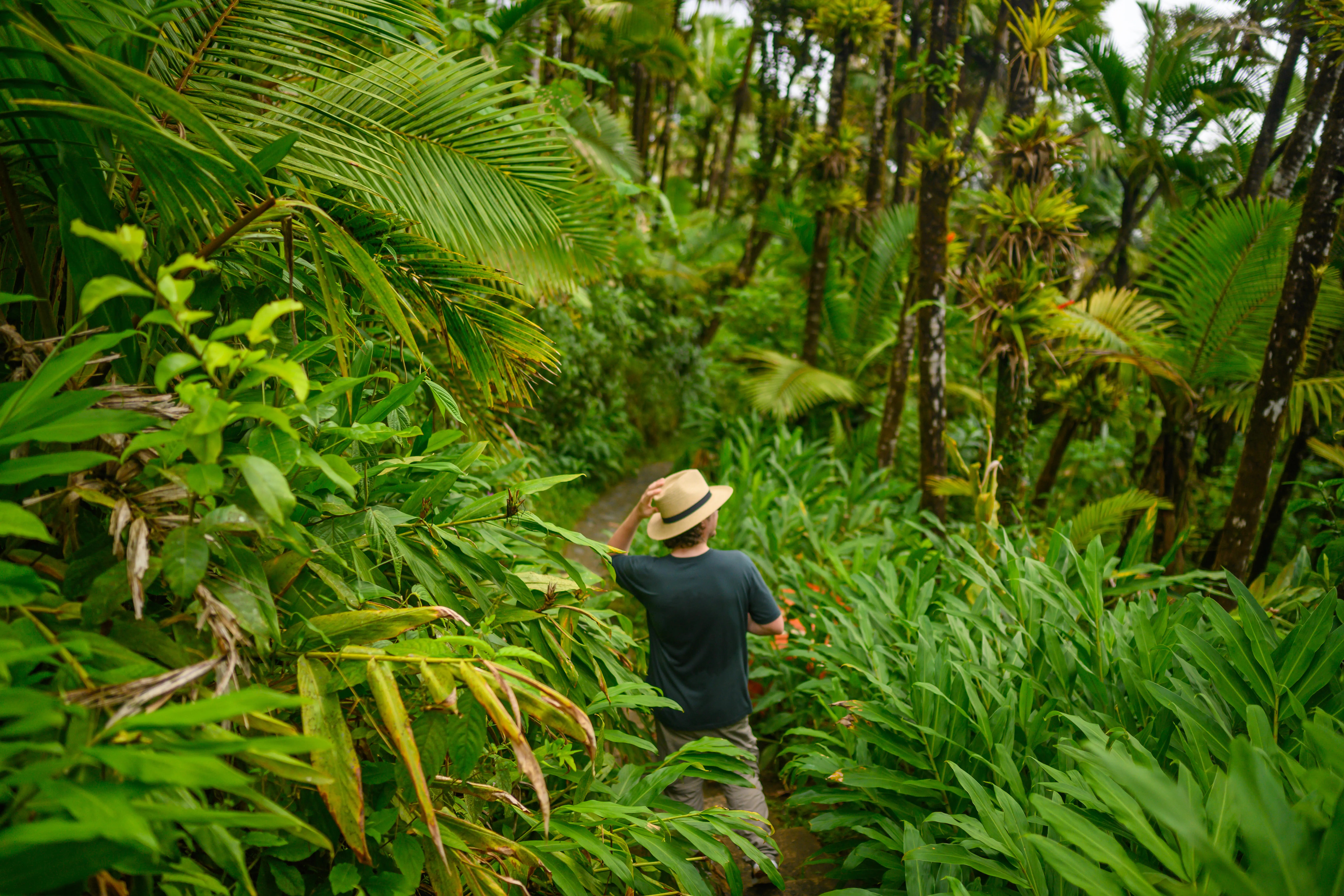 Man hiking in El Yunque National Forest