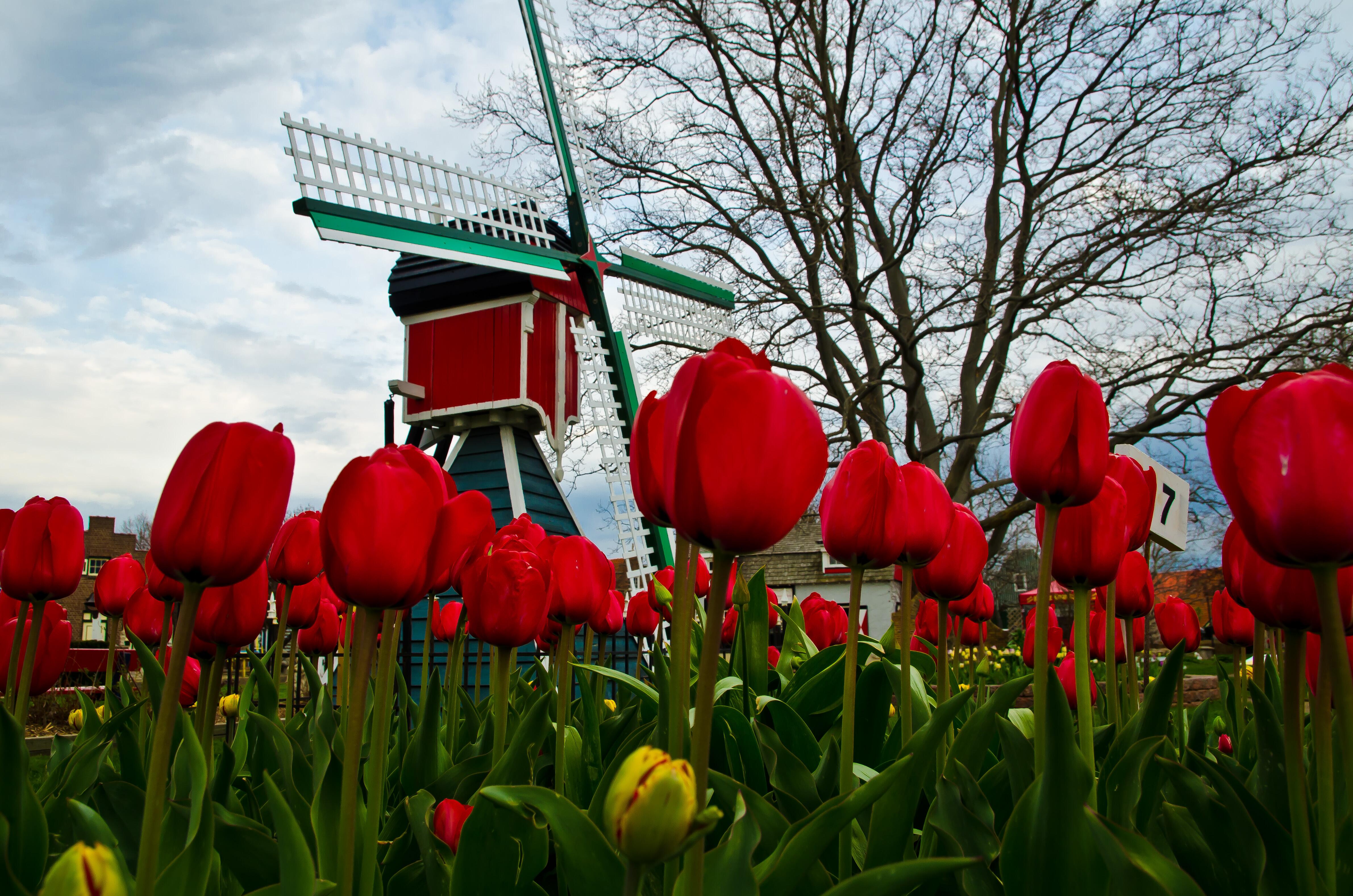 Closeup image of a tulip field in bloom, with a replica old red windmill behind, at Veldheer Tulip Gardens, Holland Michigan.