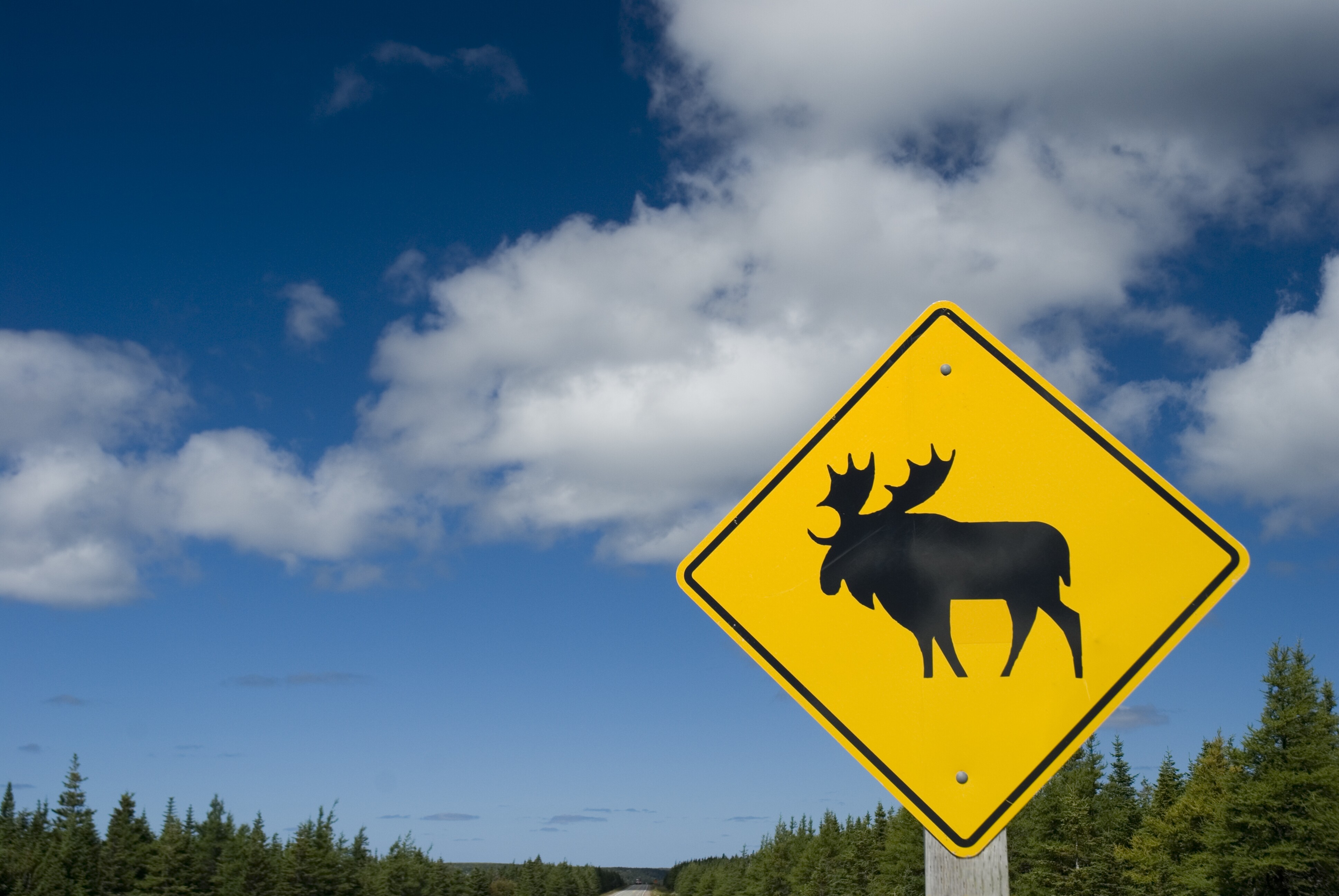 moose crossing sign
