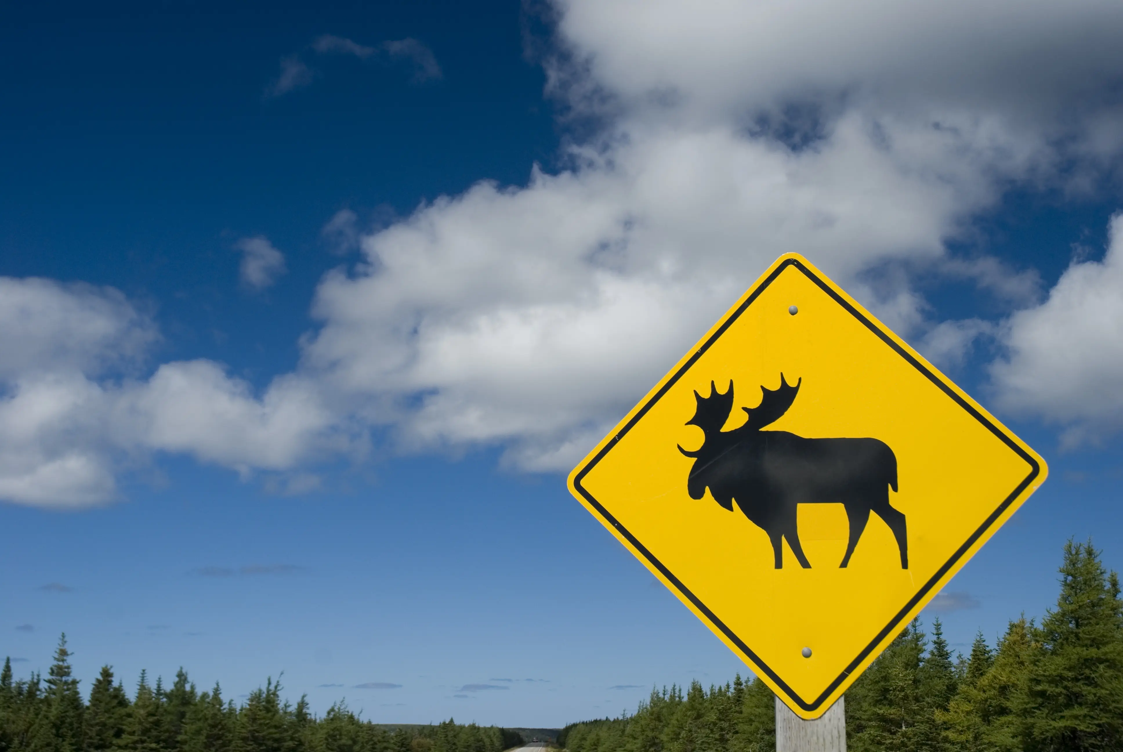 moose crossing sign