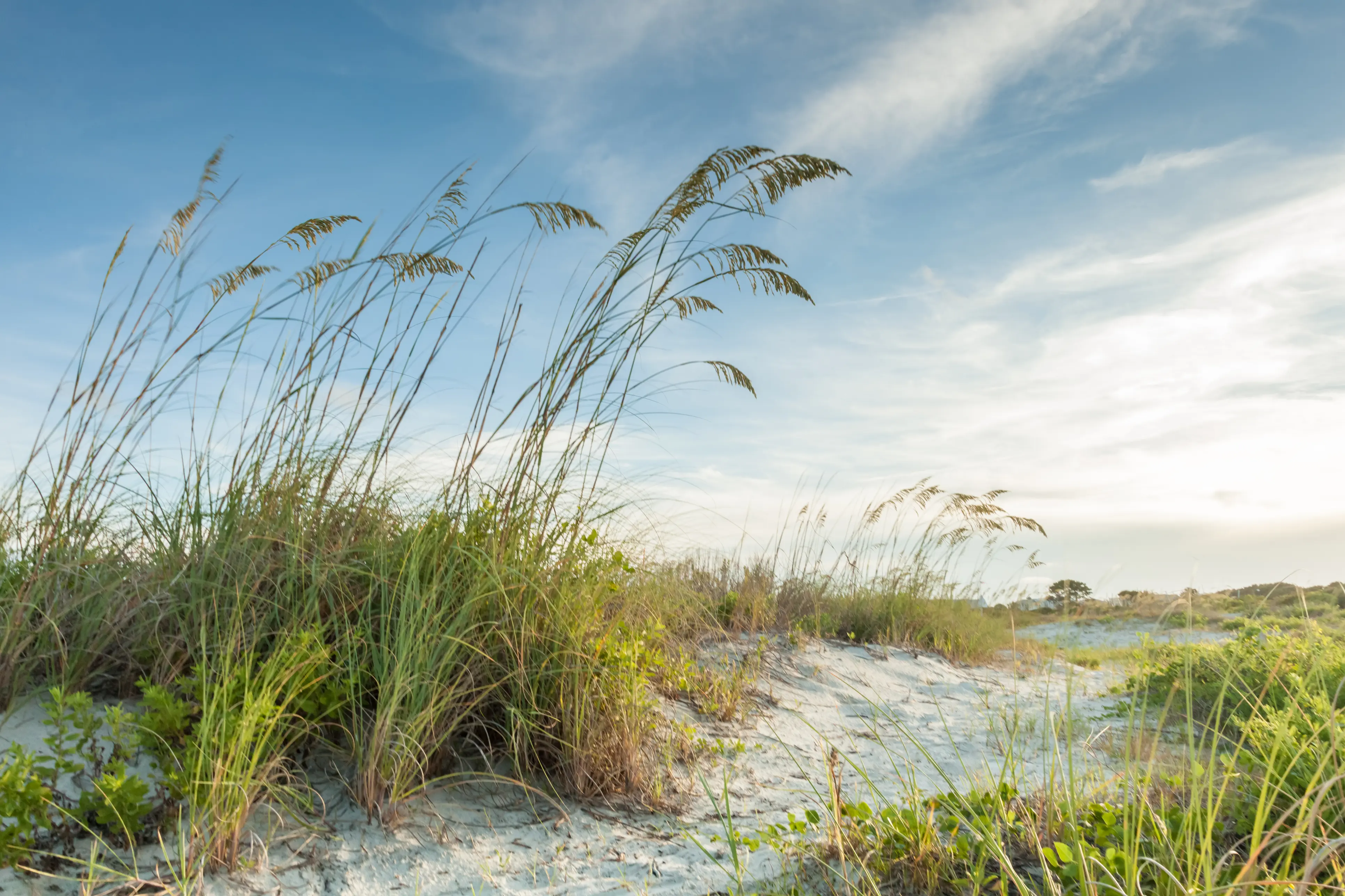 beach sand dune