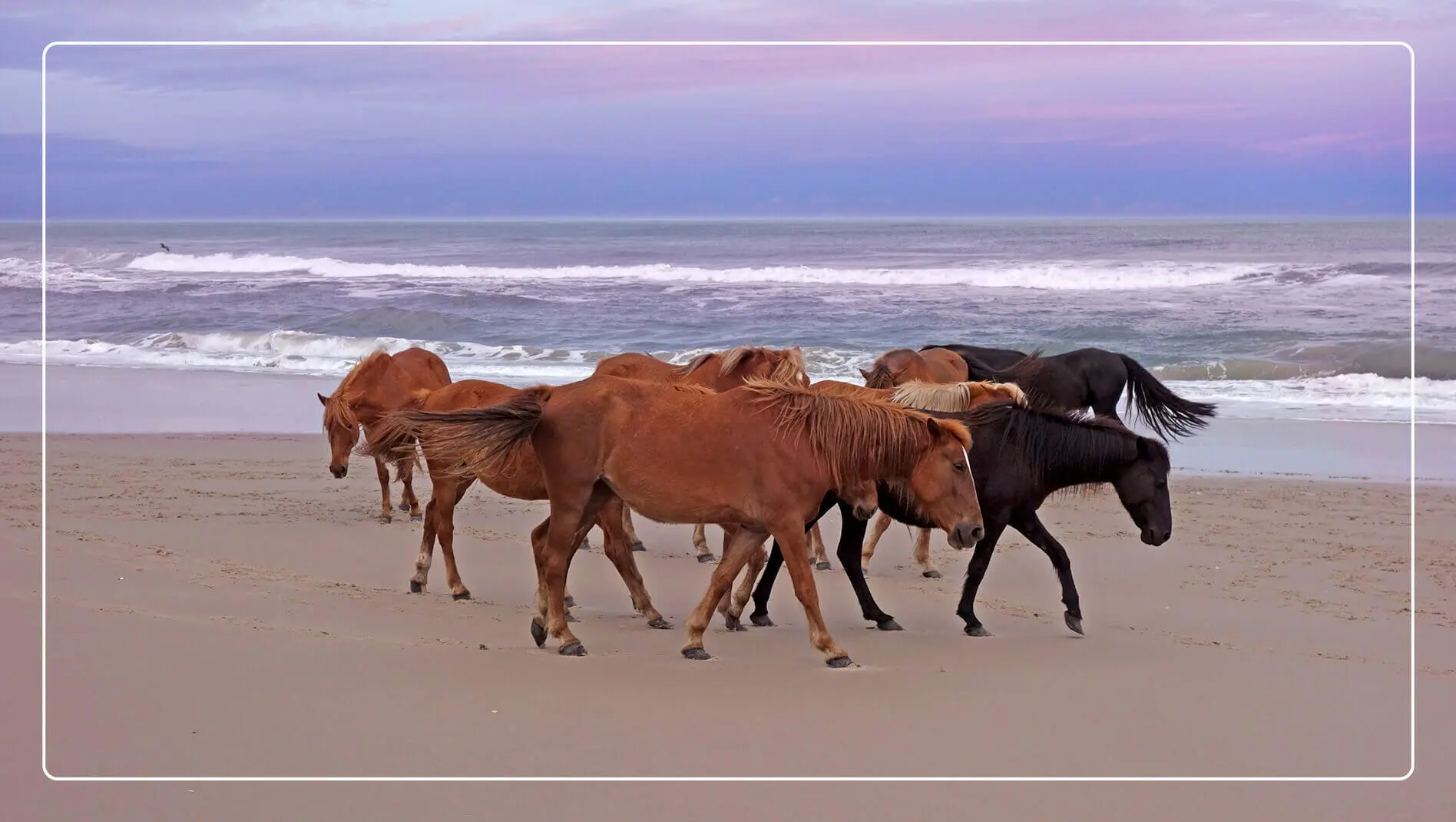 Wild horses found on Corolla Beach in front of the water.