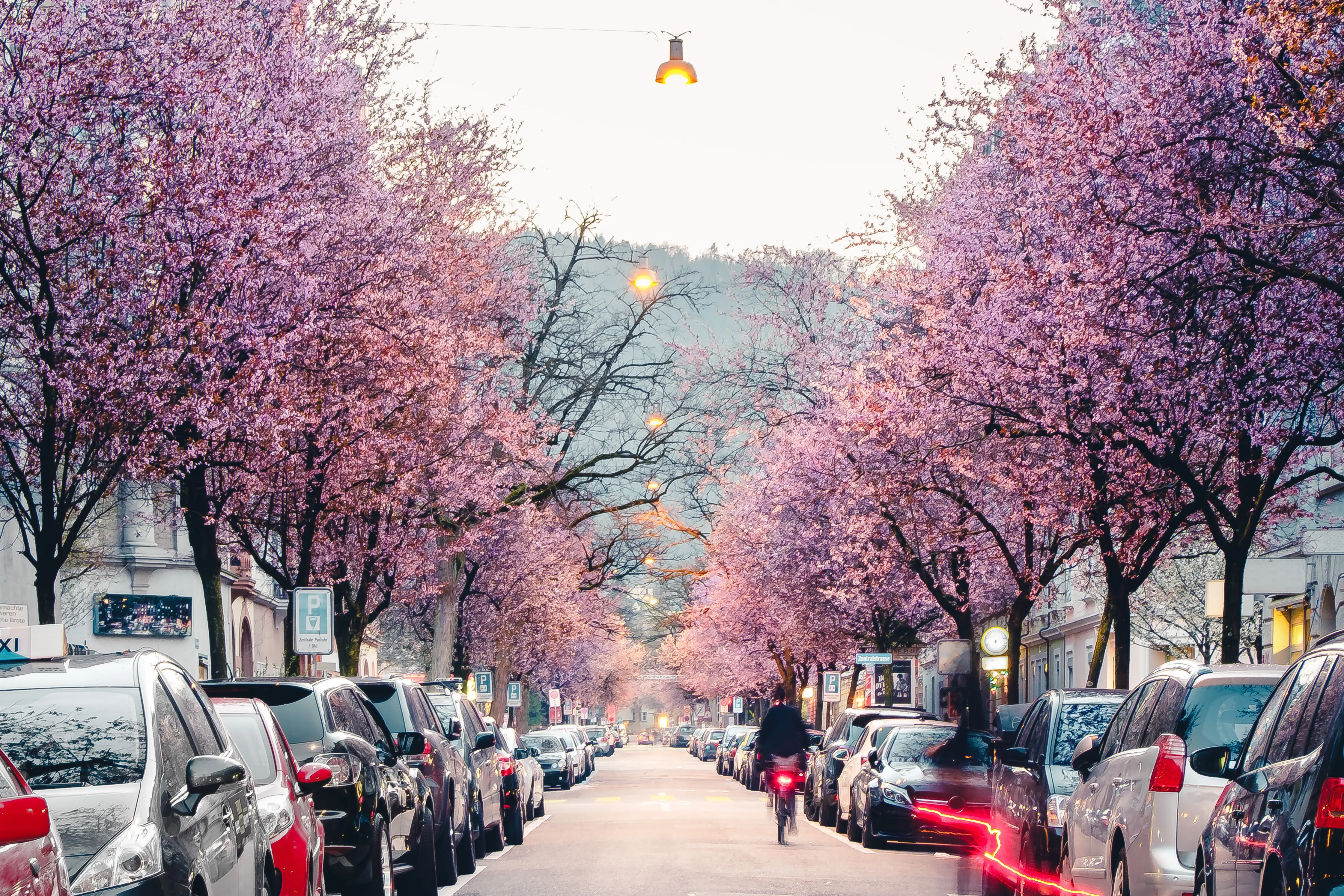 Photo Zurich with Cherry blossoms