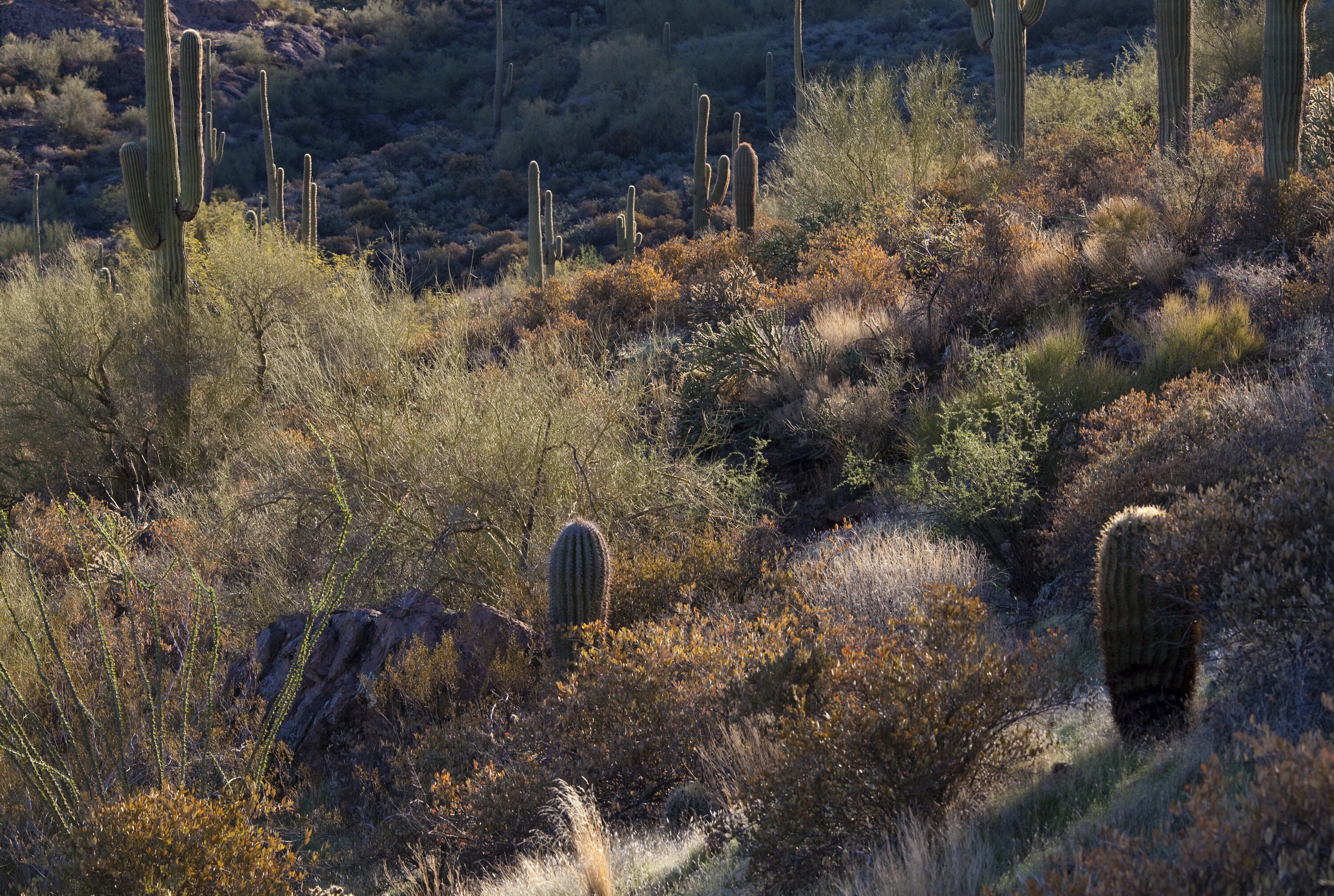 Beeline Scenic Highway Road Trip